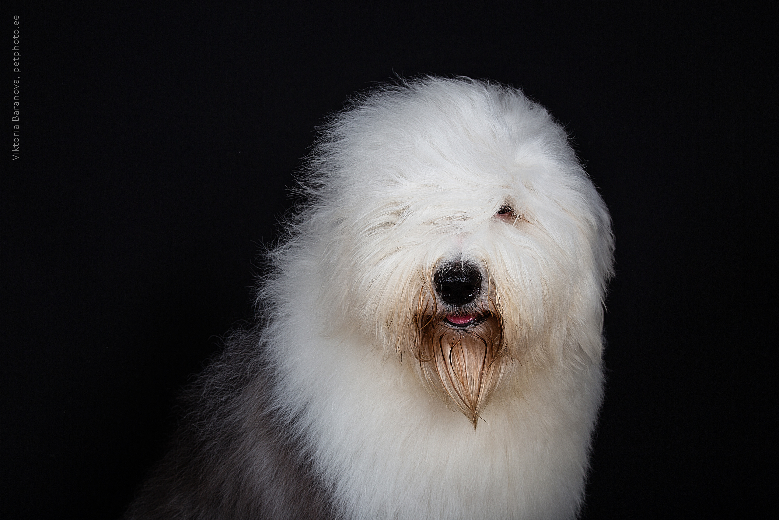 Winsent (5 фото). Фотограф в Таллине Виктория Баранова |фотосессии и обучение / Photographer Viktoria Baranova