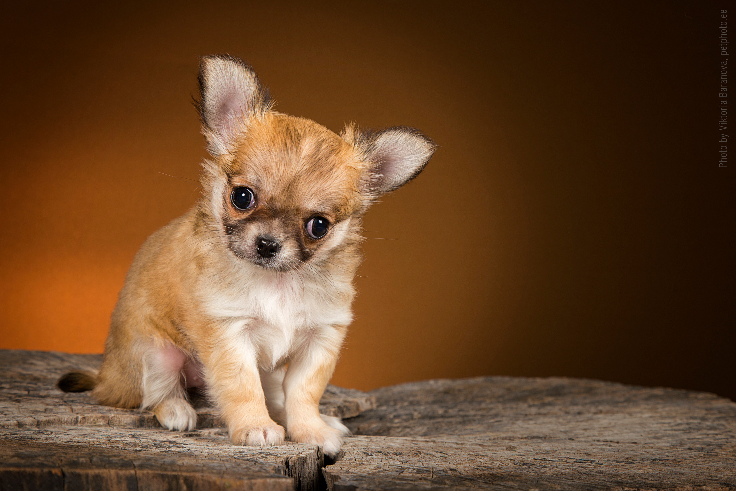 Chihuahua. Фотограф в Таллине Виктория Баранова |фотосессии и обучение / Photographer Viktoria Baranova