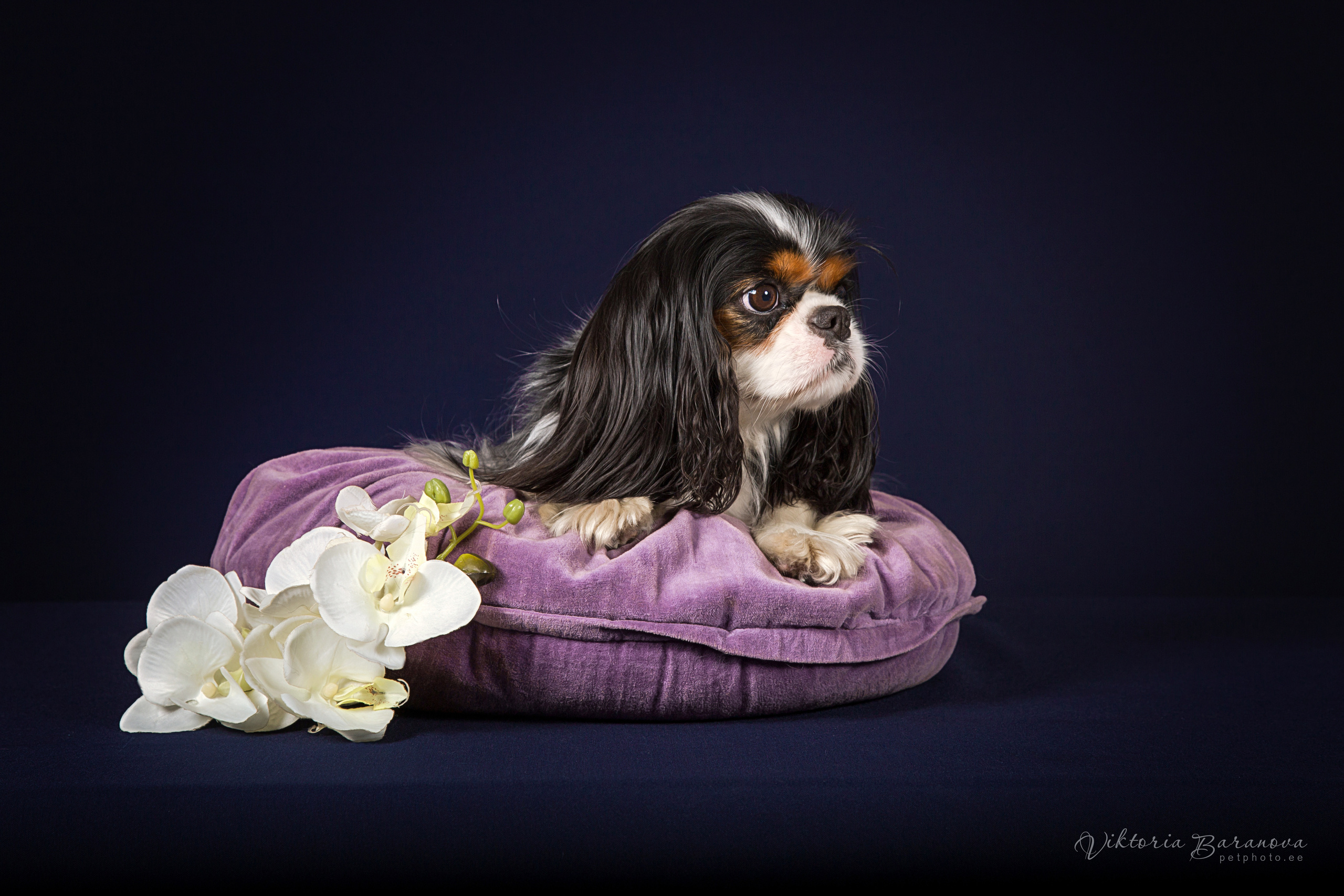 Egor (7 фото). Фотограф в Таллине Виктория Баранова |фотосессии и обучение / Photographer Viktoria Baranova