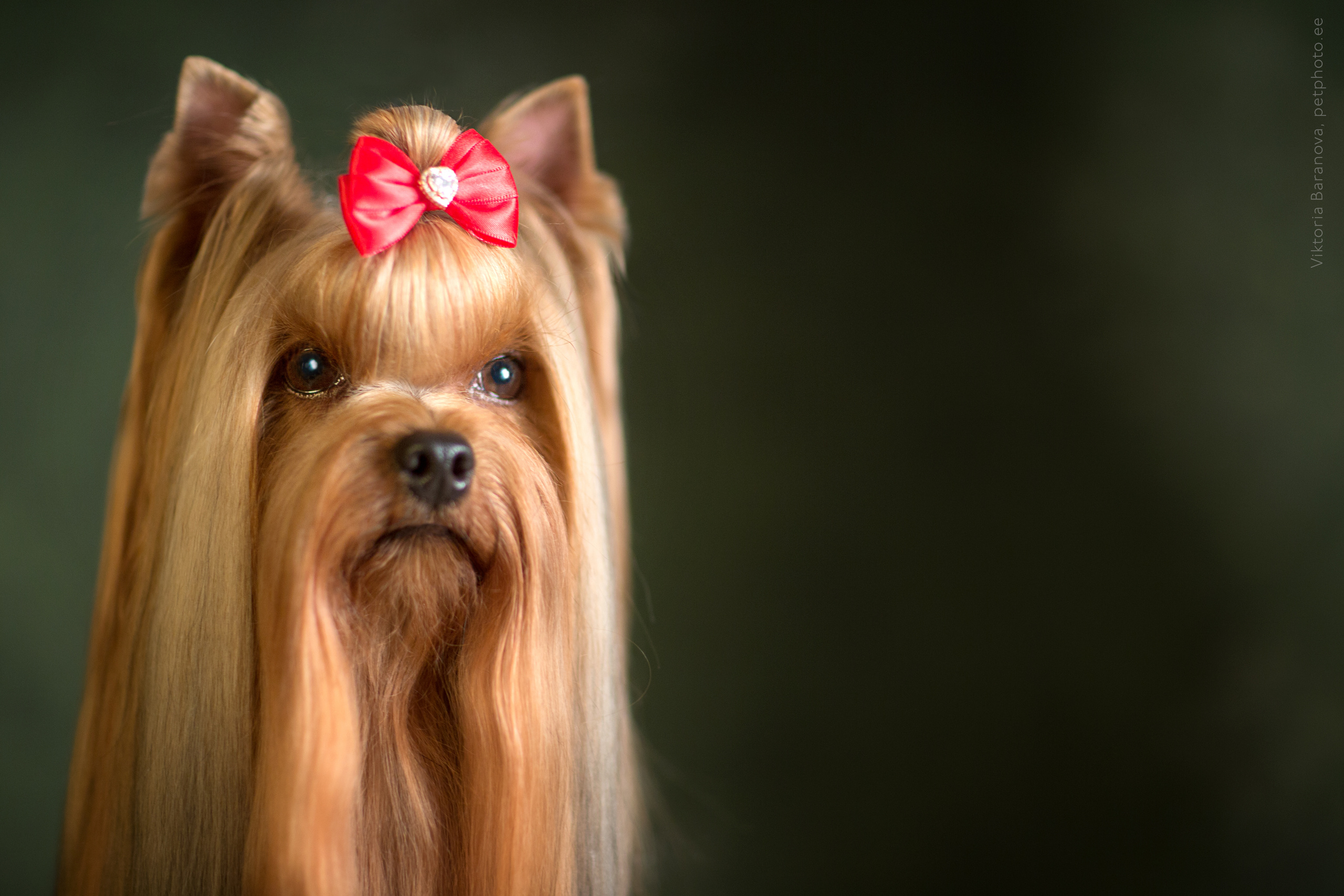 Oskar (5 фото). Фотограф в Таллине Виктория Баранова |фотосессии и обучение / Photographer Viktoria Baranova