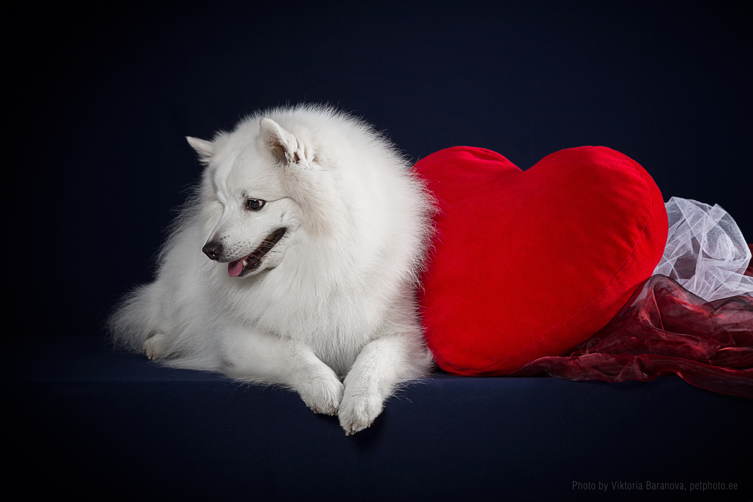 Kai. Фотограф в Таллине Виктория Баранова |фотосессии и обучение / Photographer Viktoria Baranova