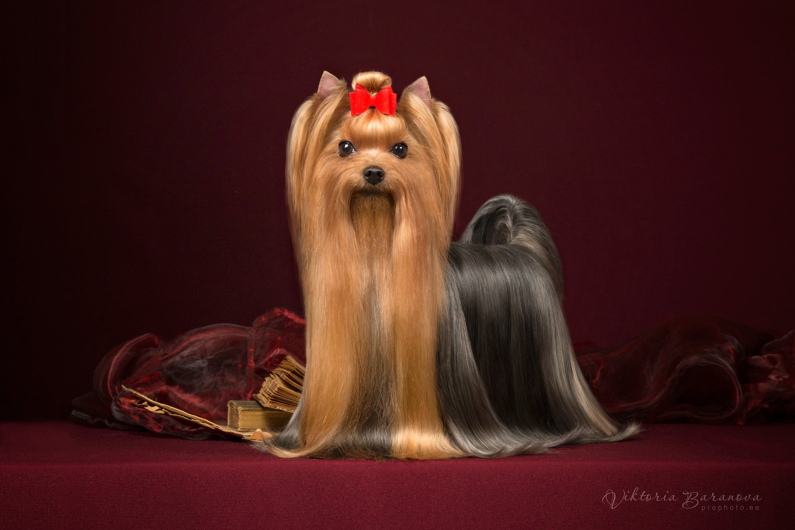 SvetaK. Фотограф в Таллине Виктория Баранова |фотосессии и обучение / Photographer Viktoria Baranova