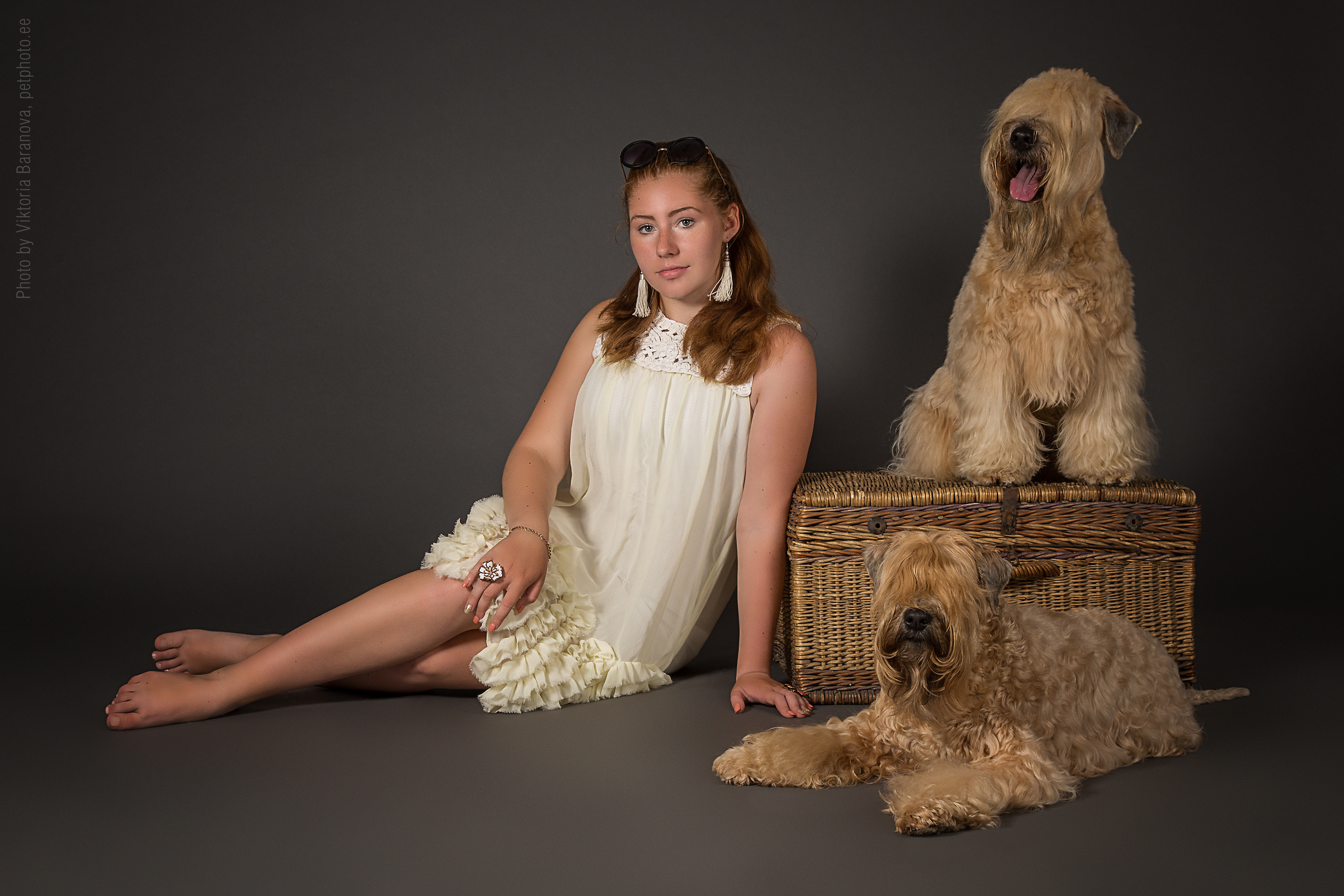 Pshenichniye Terriery (7 фото). Фотограф в Таллине Виктория Баранова |фотосессии и обучение / Photographer Viktoria Baranova