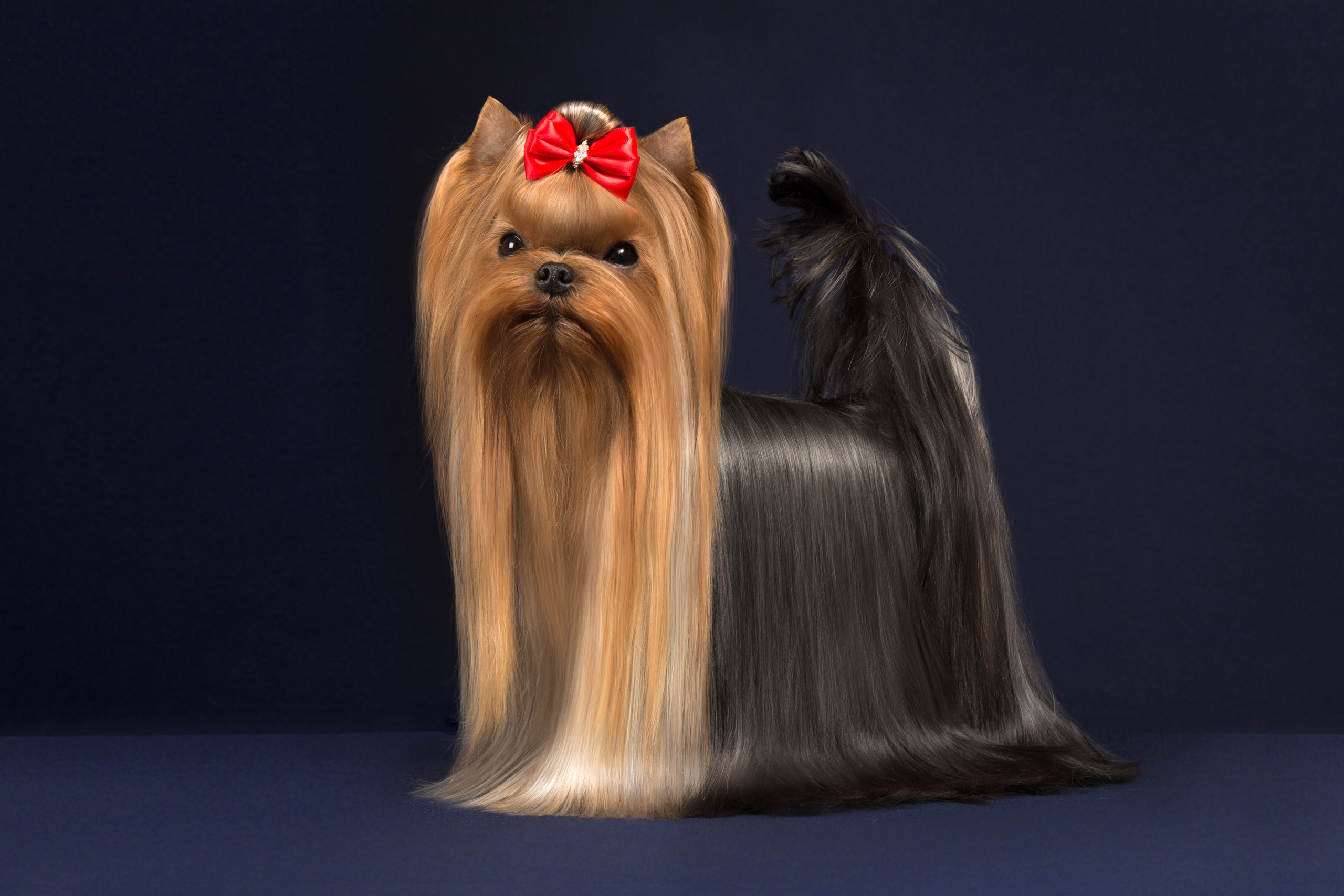 Anya Zinova (3 фото). Фотограф в Таллине Виктория Баранова |фотосессии и обучение / Photographer Viktoria Baranova