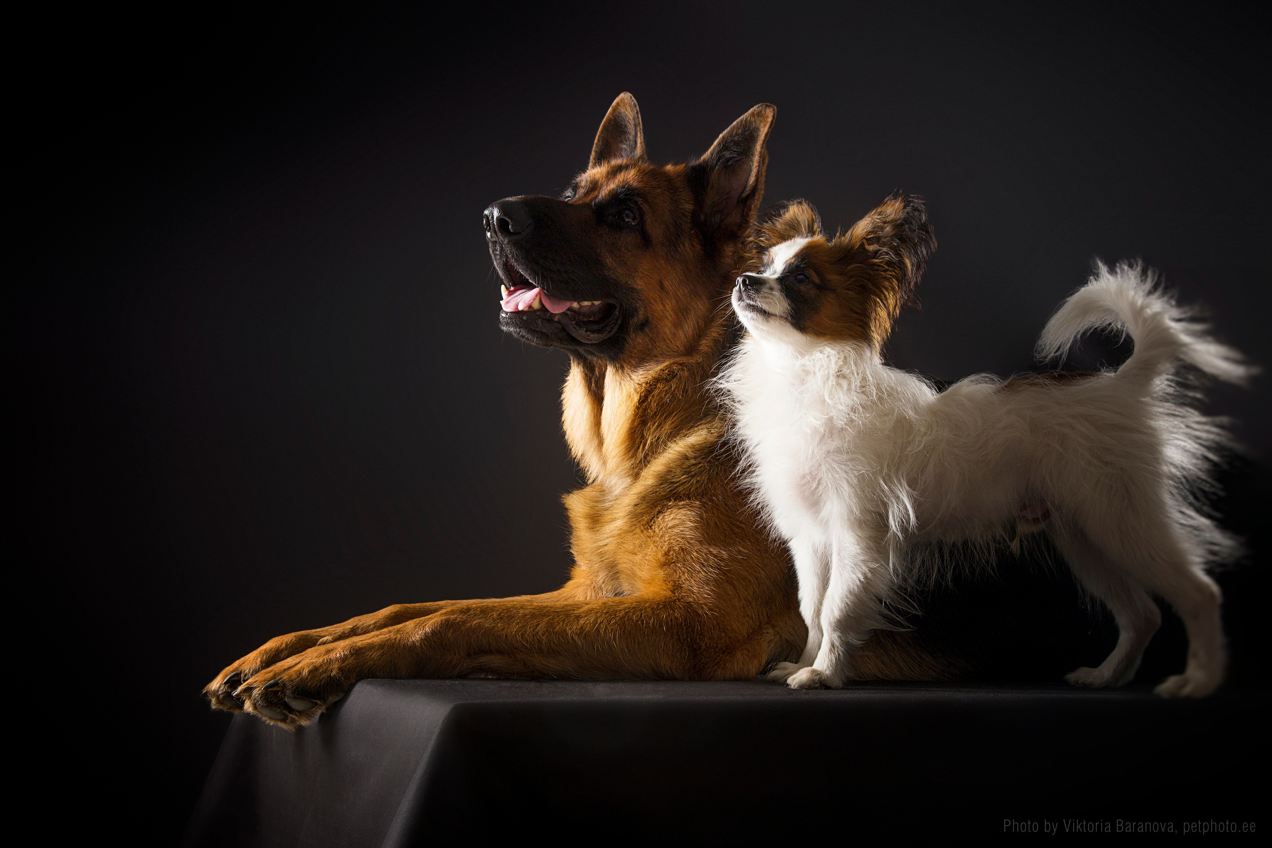 Shepherd dog. Фотограф в Таллине Виктория Баранова |фотосессии и обучение / Photographer Viktoria Baranova