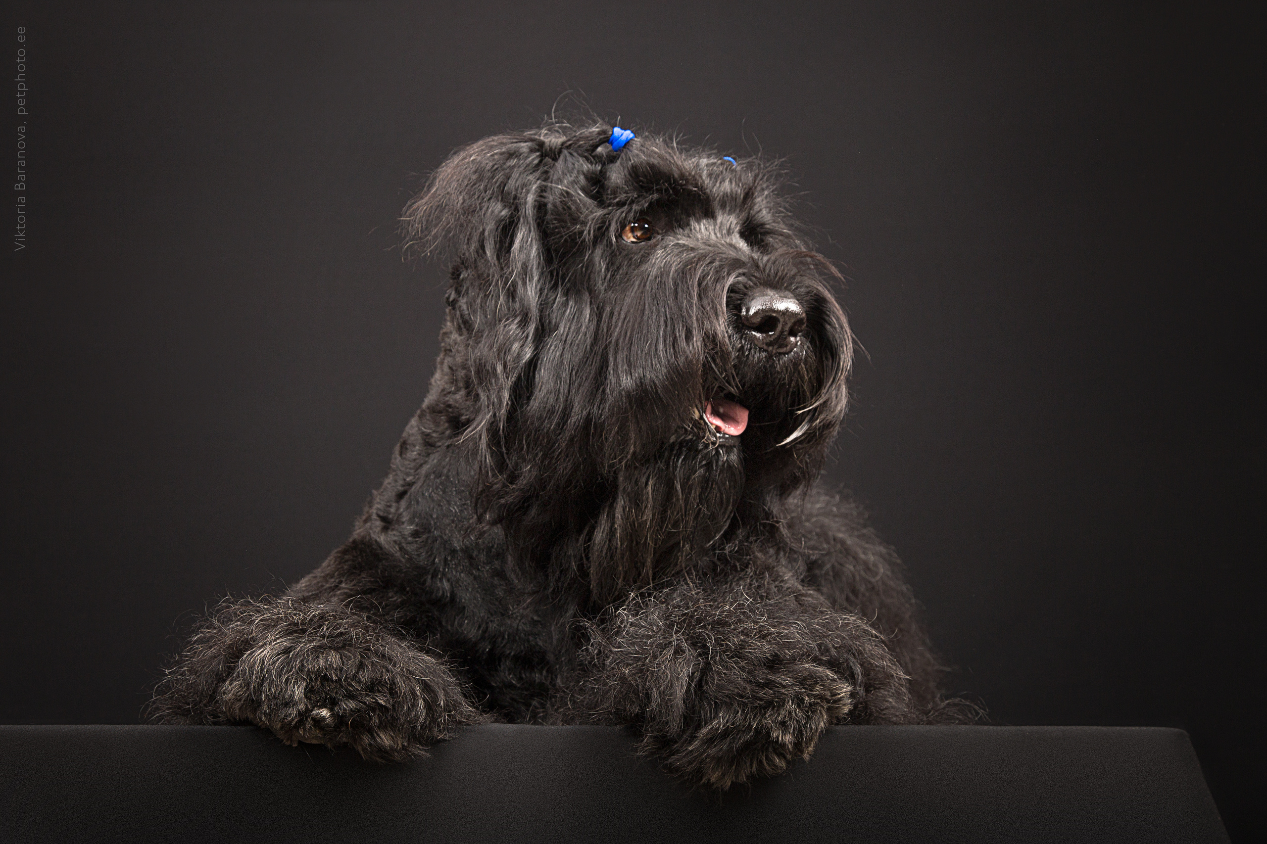 Russkie terrieri (5 фото). Фотограф в Таллине Виктория Баранова |фотосессии и обучение / Photographer Viktoria Baranova