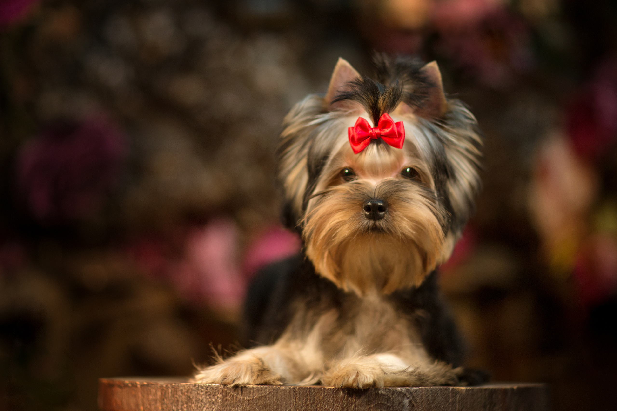 Julja Popova (6 фото). Фотограф в Таллине Виктория Баранова |фотосессии и обучение / Photographer Viktoria Baranova