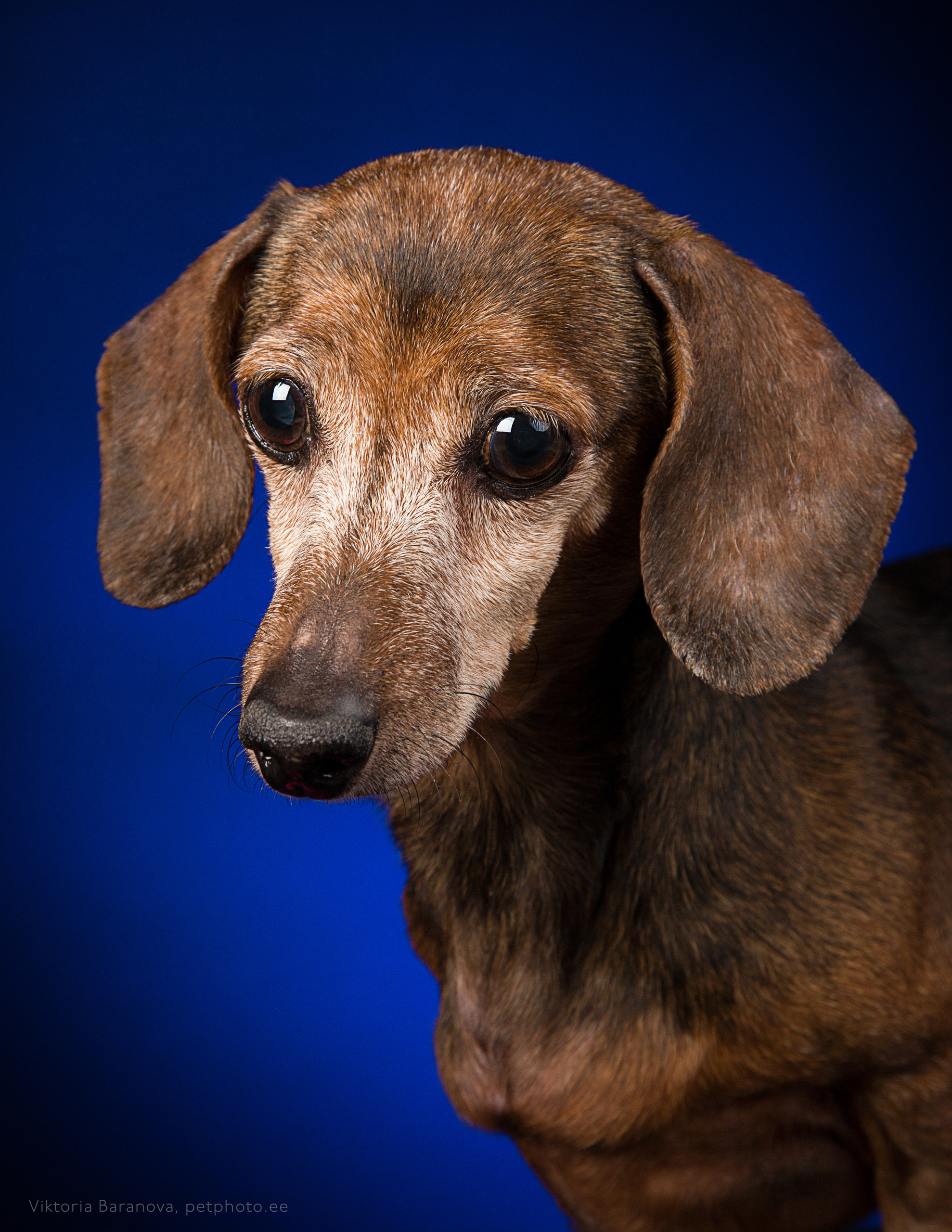 Vera (7 фото). Фотограф в Таллине Виктория Баранова |фотосессии и обучение / Photographer Viktoria Baranova