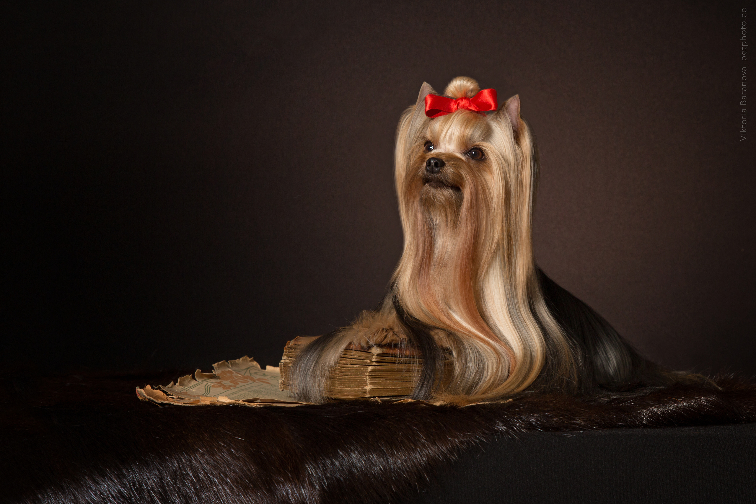 SvetaK. Фотограф в Таллине Виктория Баранова |фотосессии и обучение / Photographer Viktoria Baranova