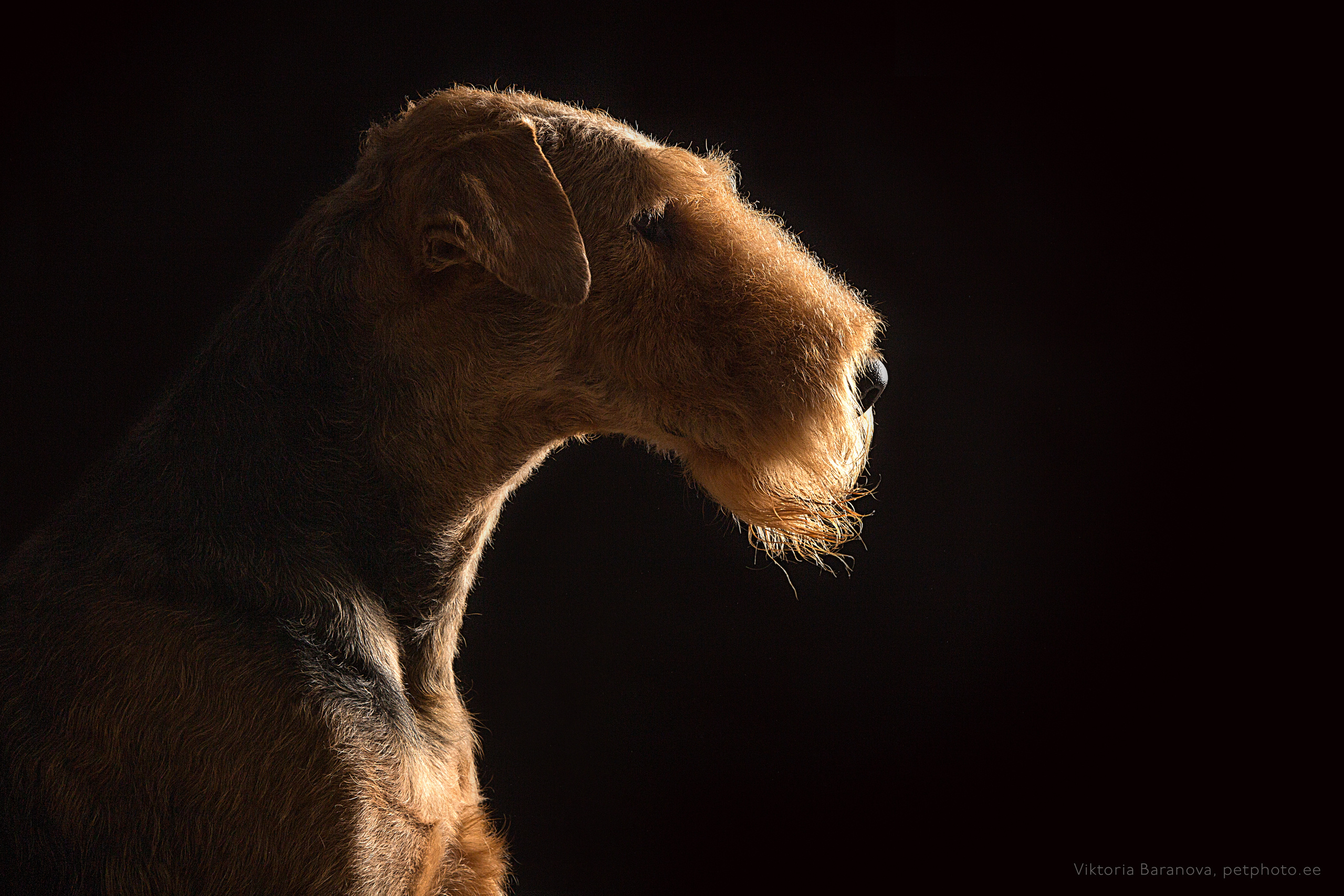 Caterina. Фотограф в Таллине Виктория Баранова |фотосессии и обучение / Photographer Viktoria Baranova