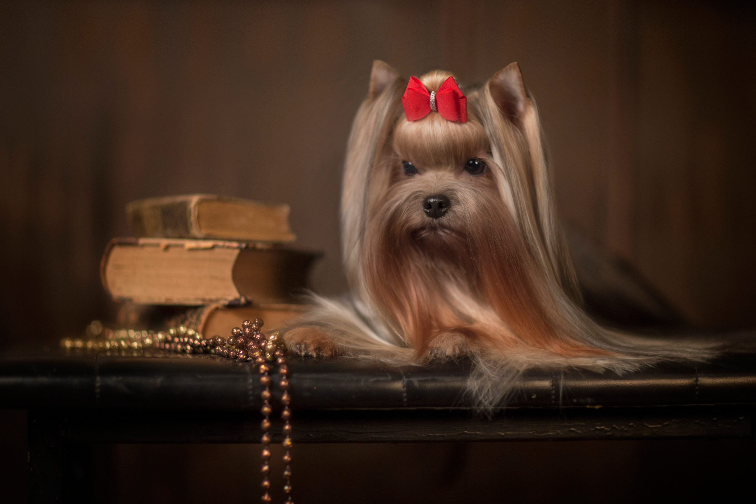 Olya York (7 фото). Фотограф в Таллине Виктория Баранова |фотосессии и обучение / Photographer Viktoria Baranova