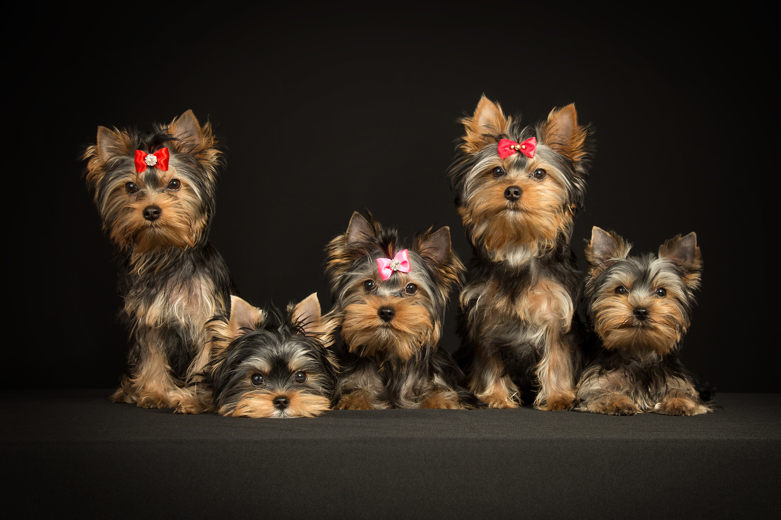 Yorkshire puppies (4 фото). Фотограф в Таллине Виктория Баранова |фотосессии и обучение / Photographer Viktoria Baranova