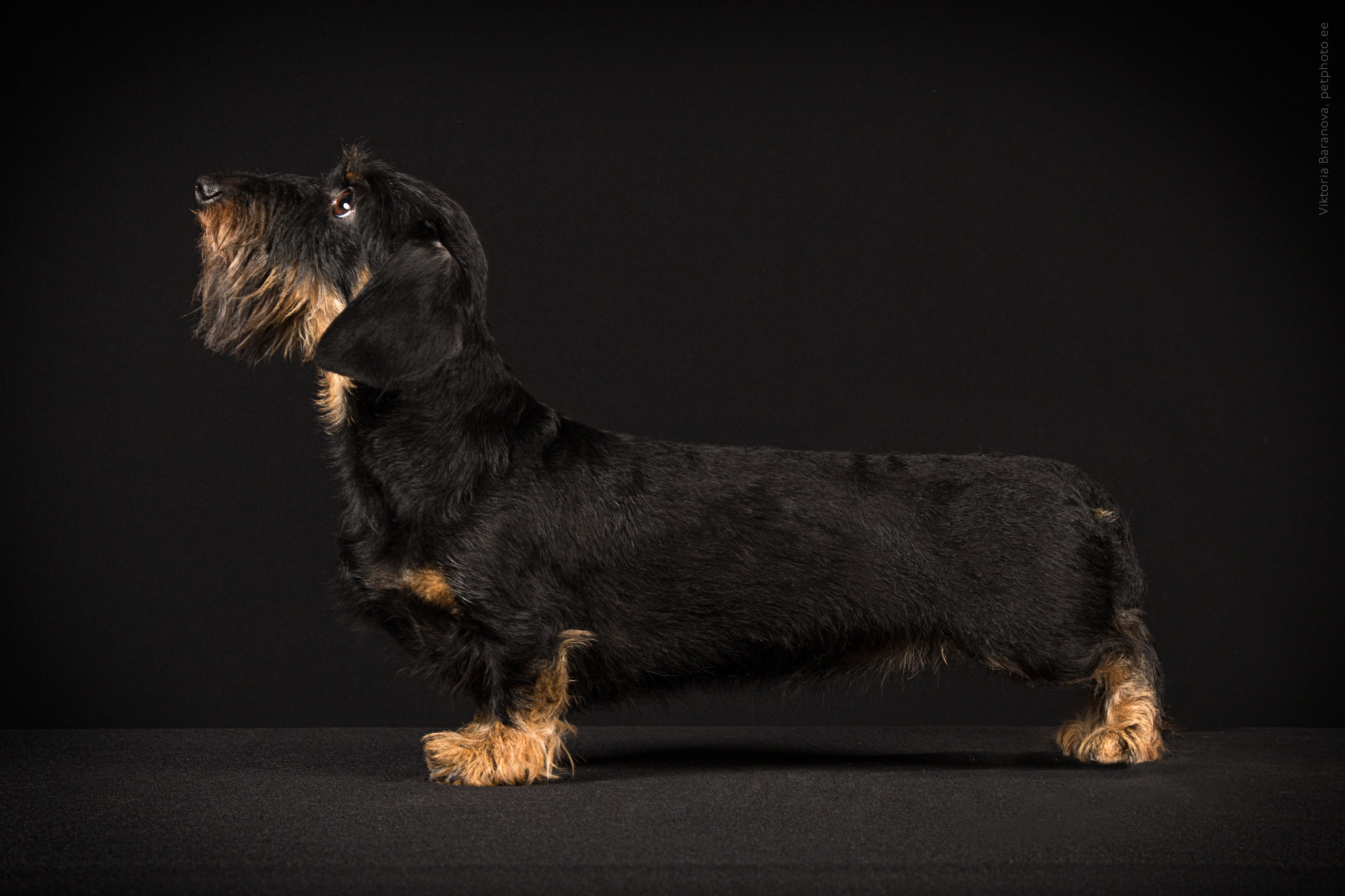 Taksi (4 фото). Фотограф в Таллине Виктория Баранова |фотосессии и обучение / Photographer Viktoria Baranova