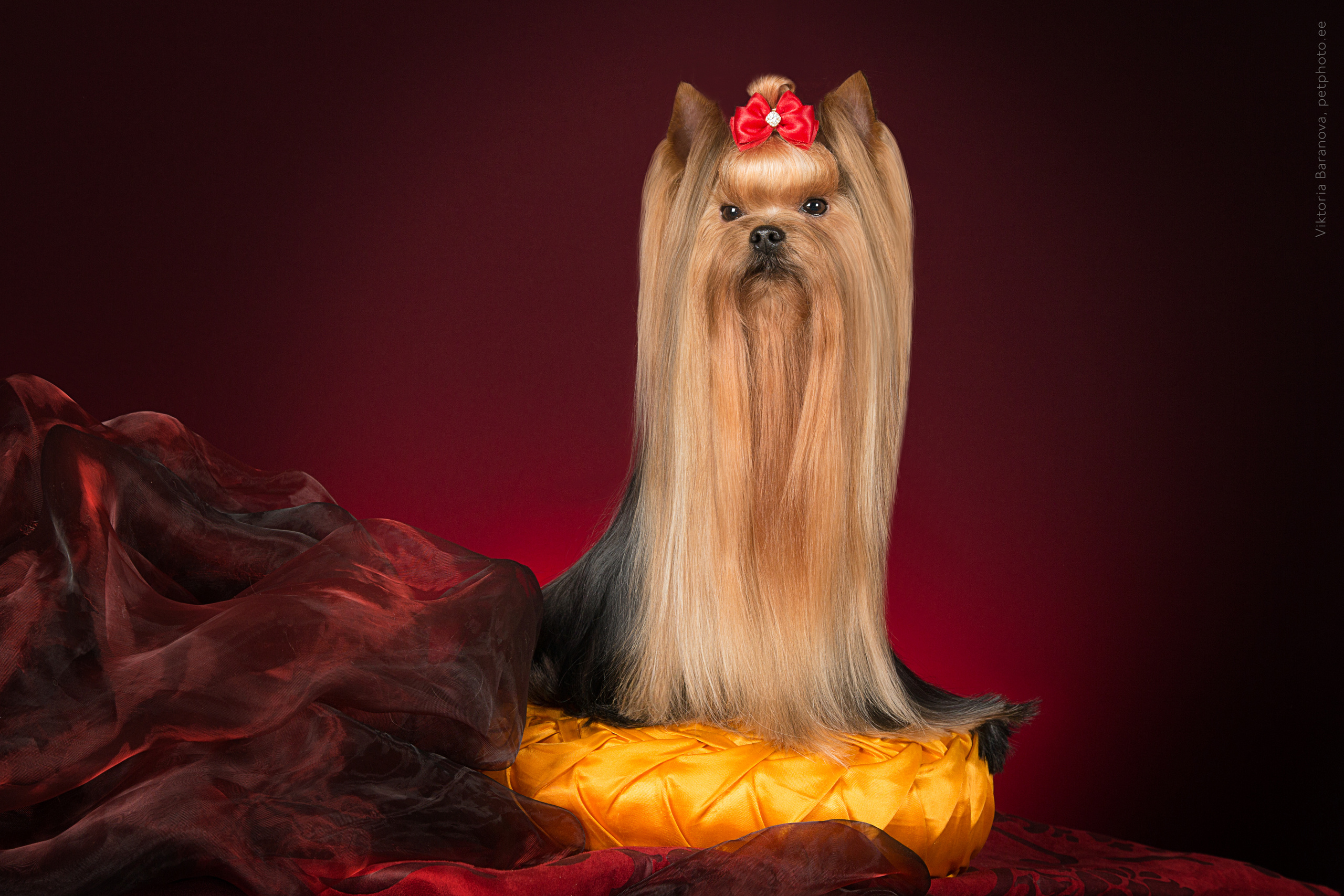 Natasha Aituganova (6 фото). Фотограф в Таллине Виктория Баранова |фотосессии и обучение / Photographer Viktoria Baranova