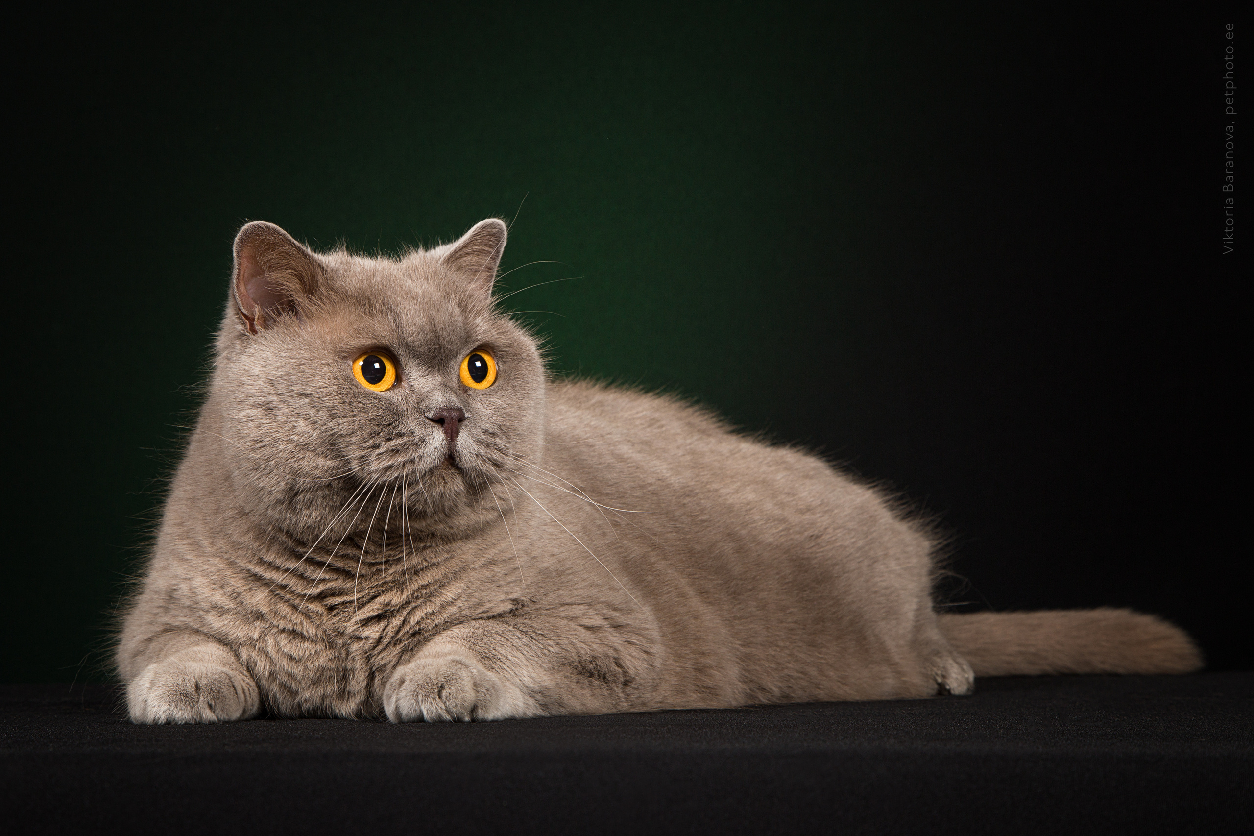 SigalN (11 фото). Фотограф в Таллине Виктория Баранова |фотосессии и обучение / Photographer Viktoria Baranova