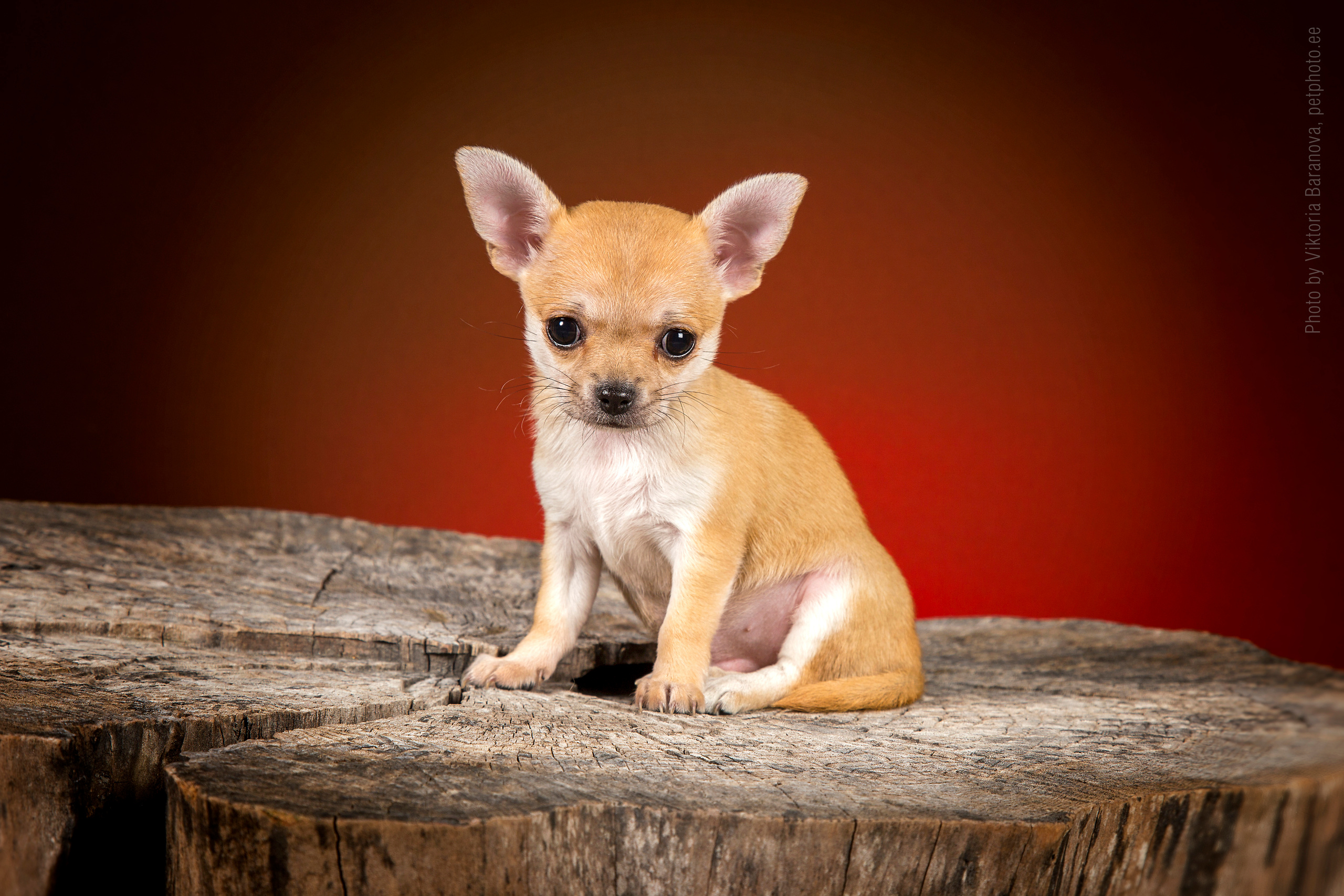 Chihuahua. Фотограф в Таллине Виктория Баранова |фотосессии и обучение / Photographer Viktoria Baranova