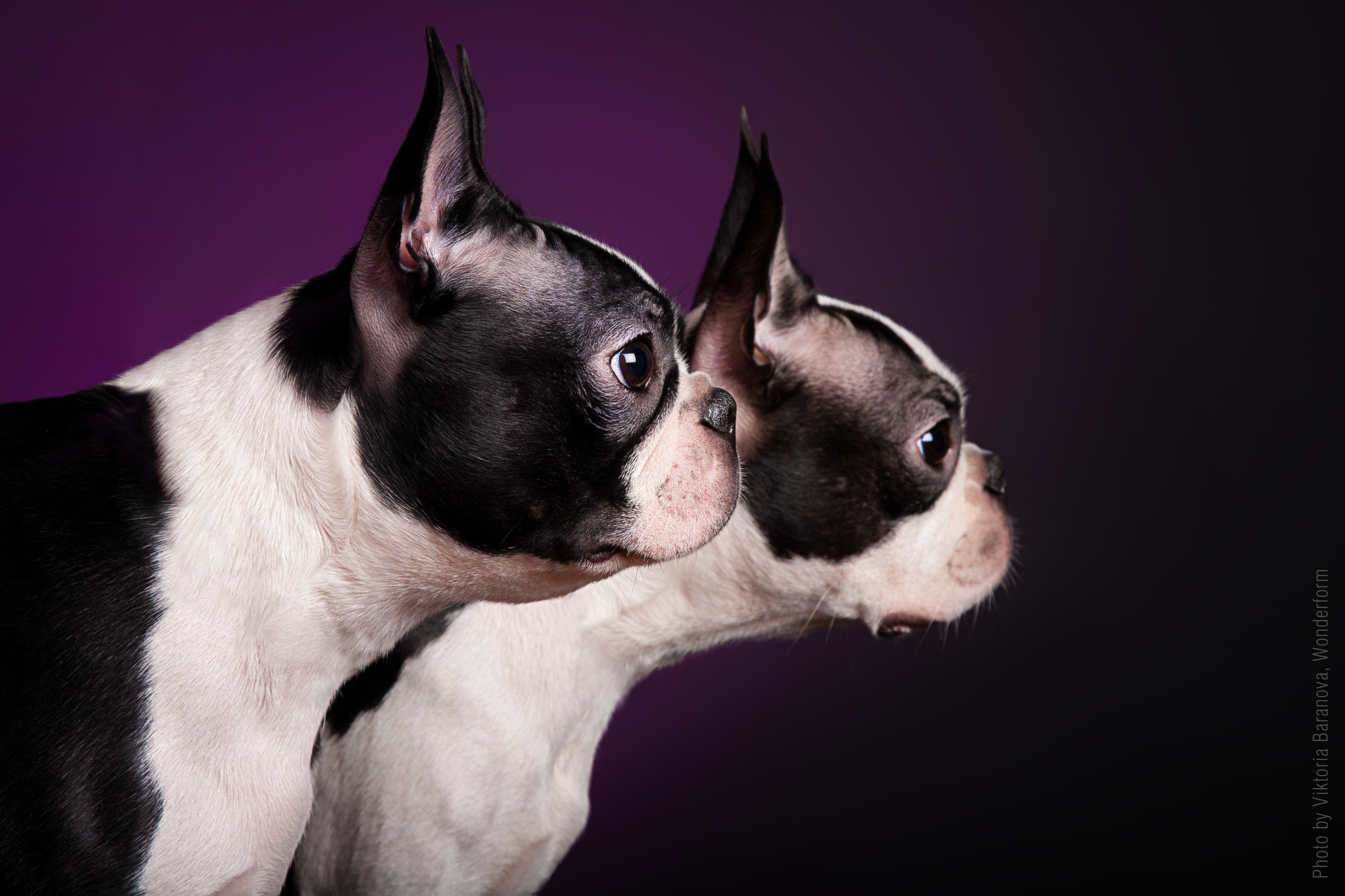 Boston. Фотограф в Таллине Виктория Баранова |фотосессии и обучение / Photographer Viktoria Baranova