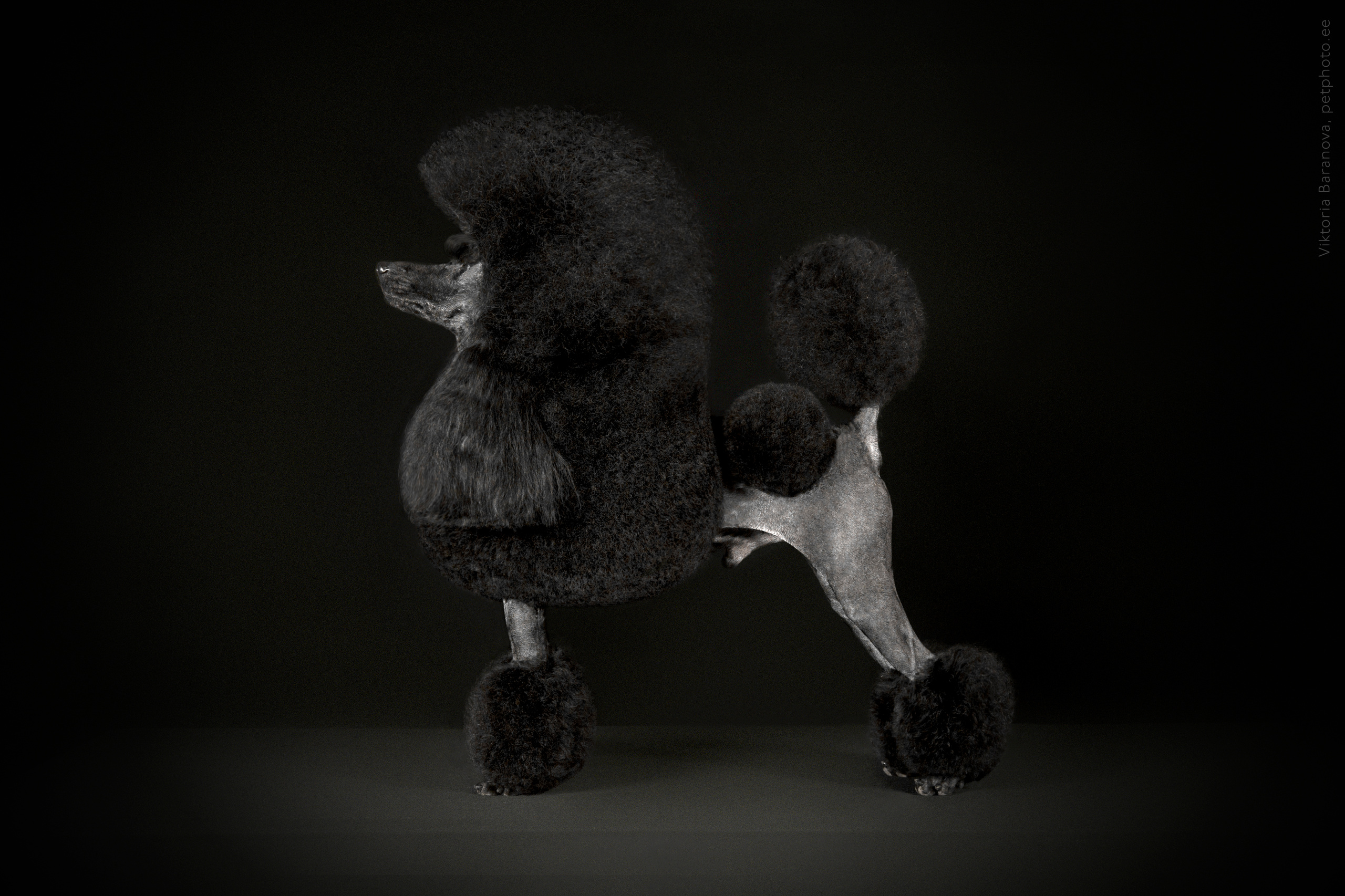 Arti. Фотограф в Таллине Виктория Баранова |фотосессии и обучение / Photographer Viktoria Baranova