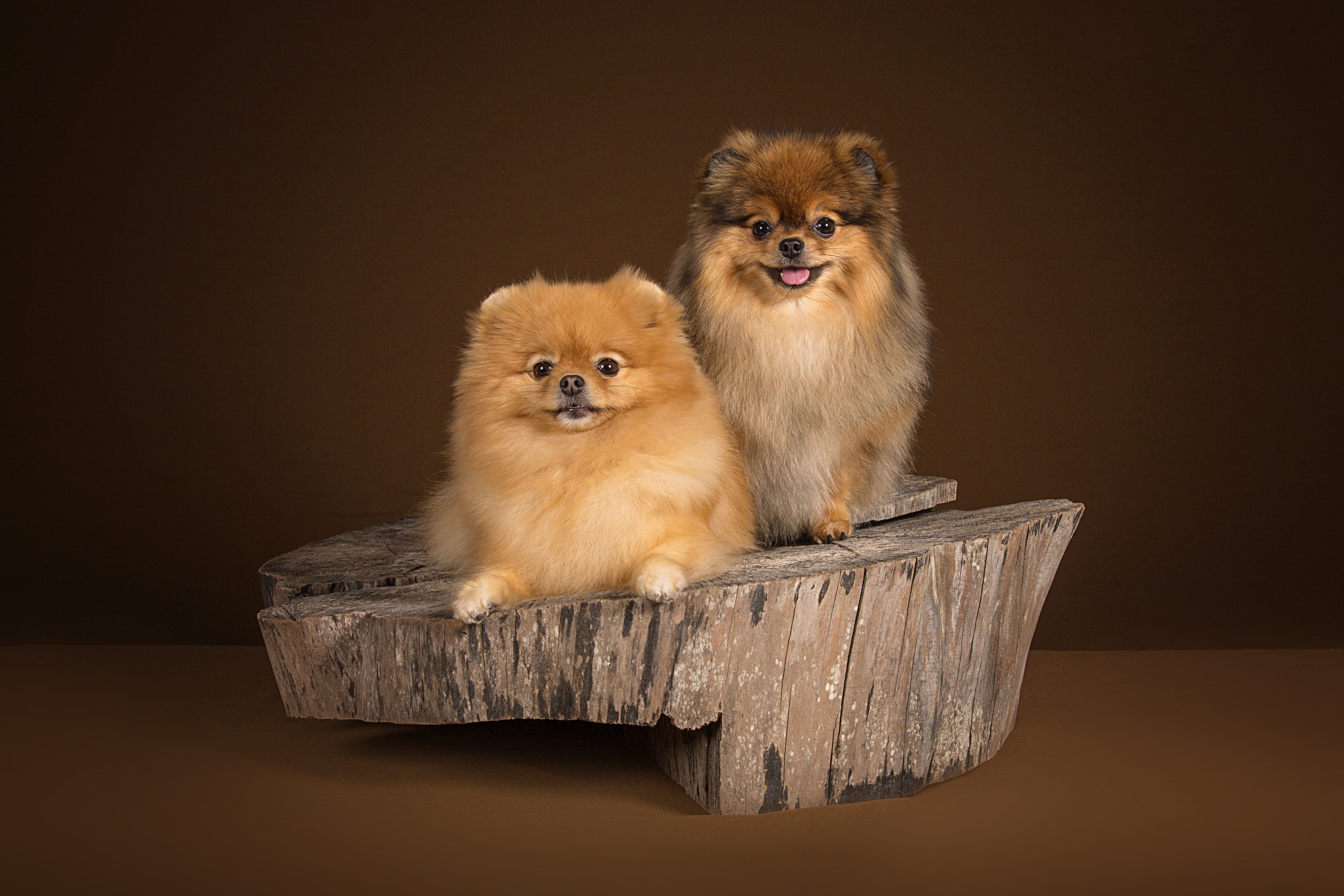 Sisi Blue (7 фото). Фотограф в Таллине Виктория Баранова |фотосессии и обучение / Photographer Viktoria Baranova