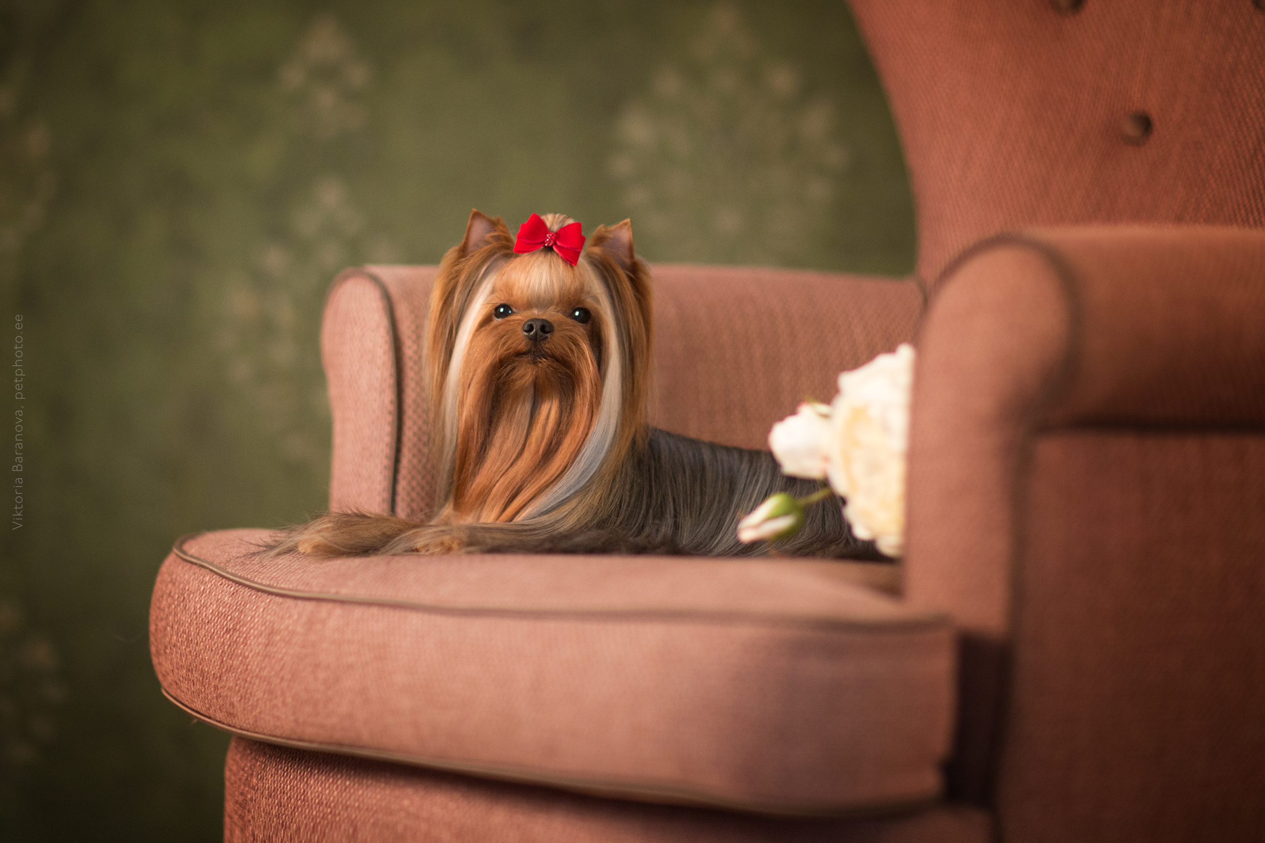 ChinChin (7 фото). Фотограф в Таллине Виктория Баранова |фотосессии и обучение / Photographer Viktoria Baranova