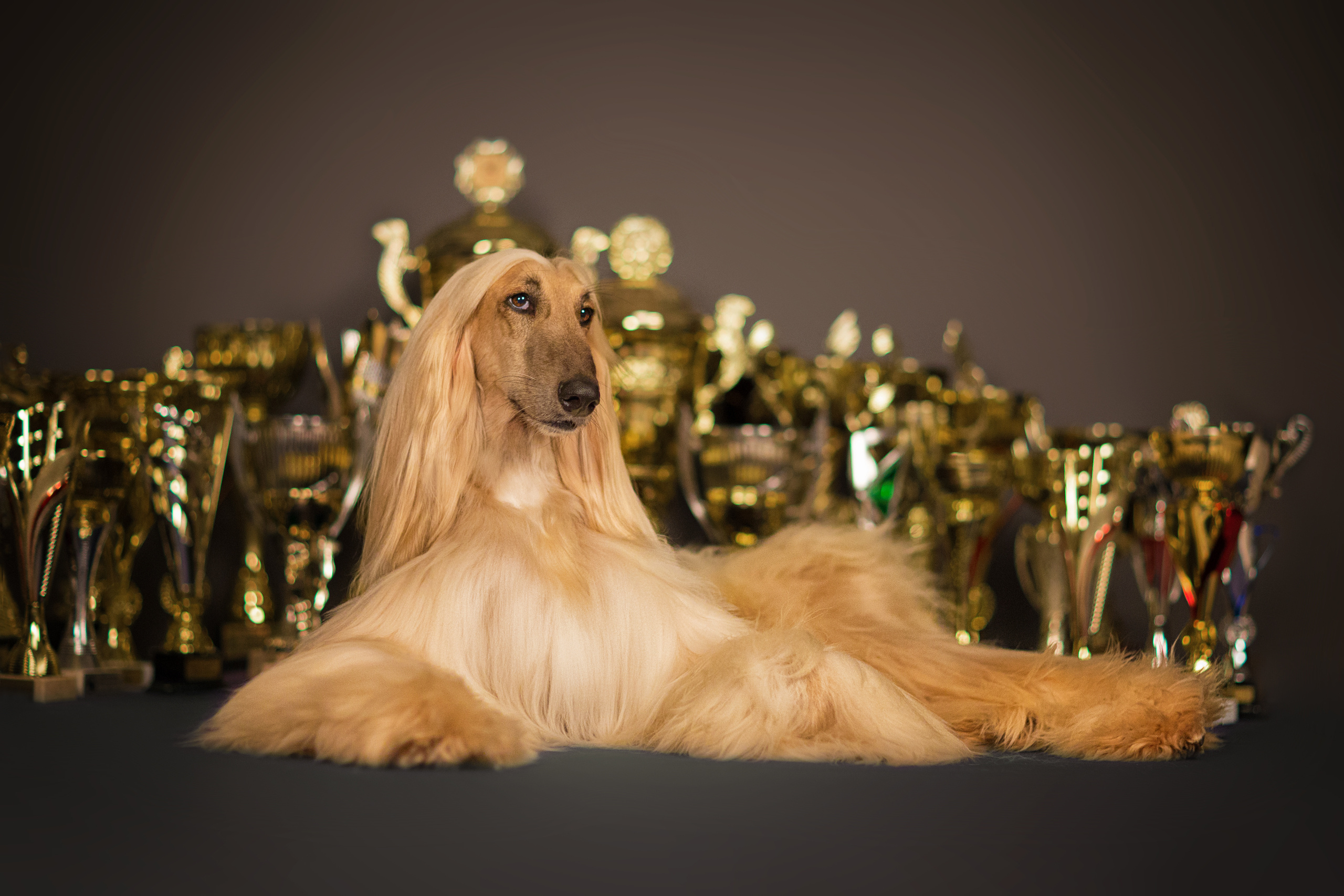 Tony. Фотограф в Таллине Виктория Баранова |фотосессии и обучение / Photographer Viktoria Baranova