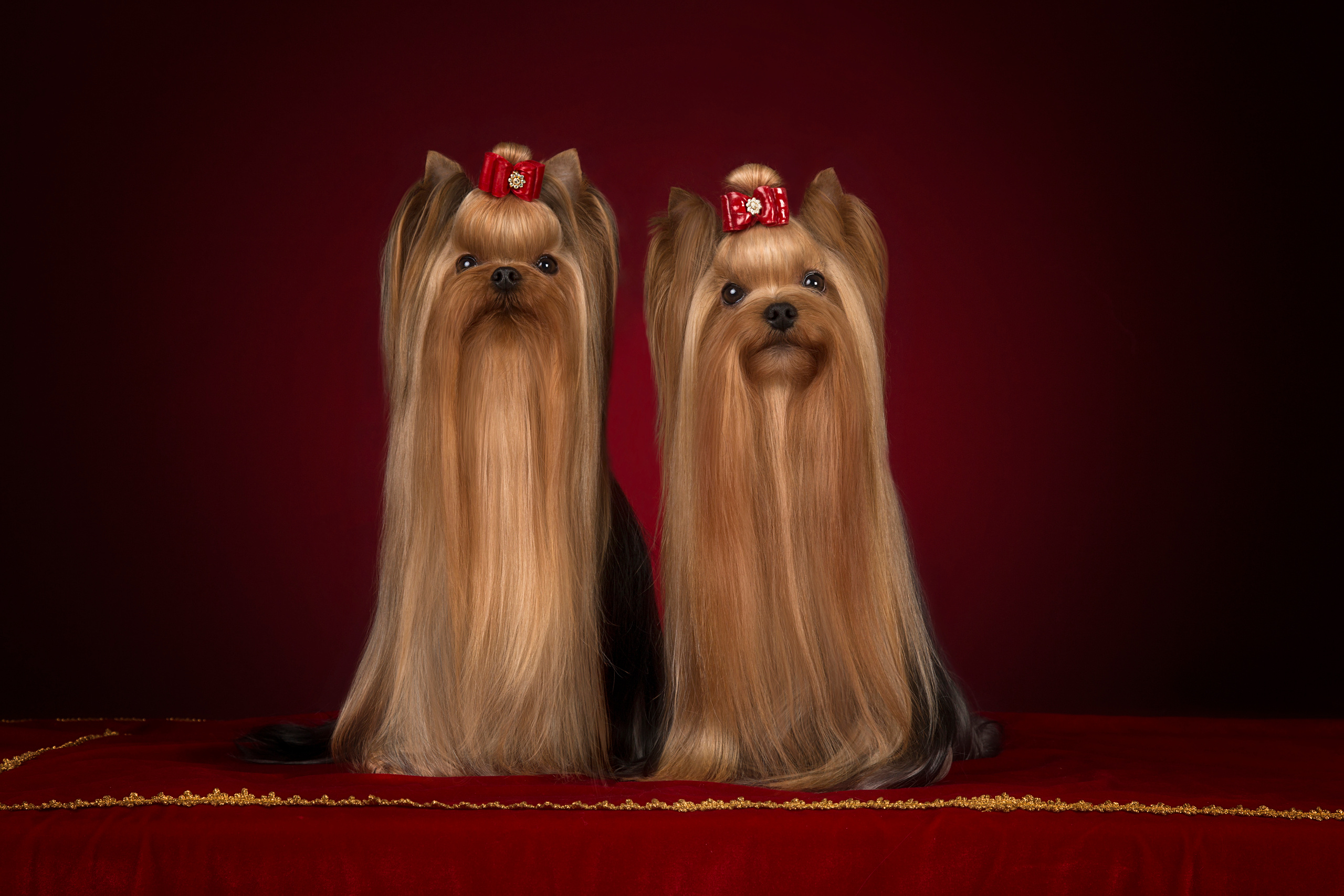 Kaya. Фотограф в Таллине Виктория Баранова |фотосессии и обучение / Photographer Viktoria Baranova