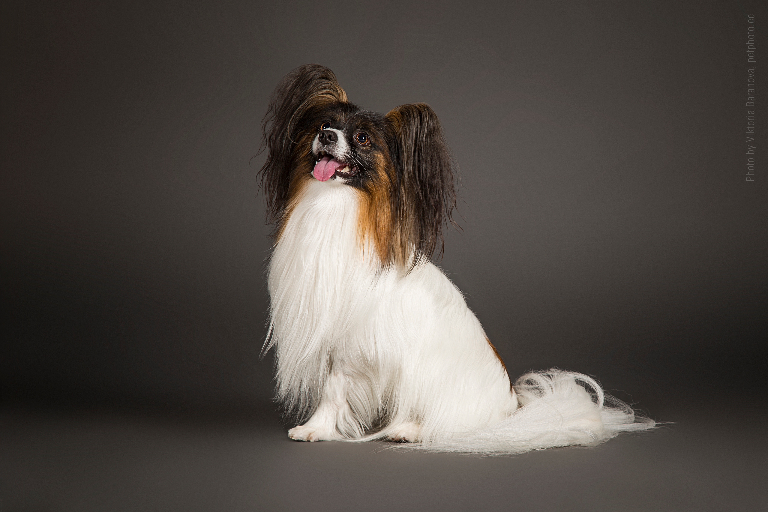 Domin. Фотограф в Таллине Виктория Баранова |фотосессии и обучение / Photographer Viktoria Baranova