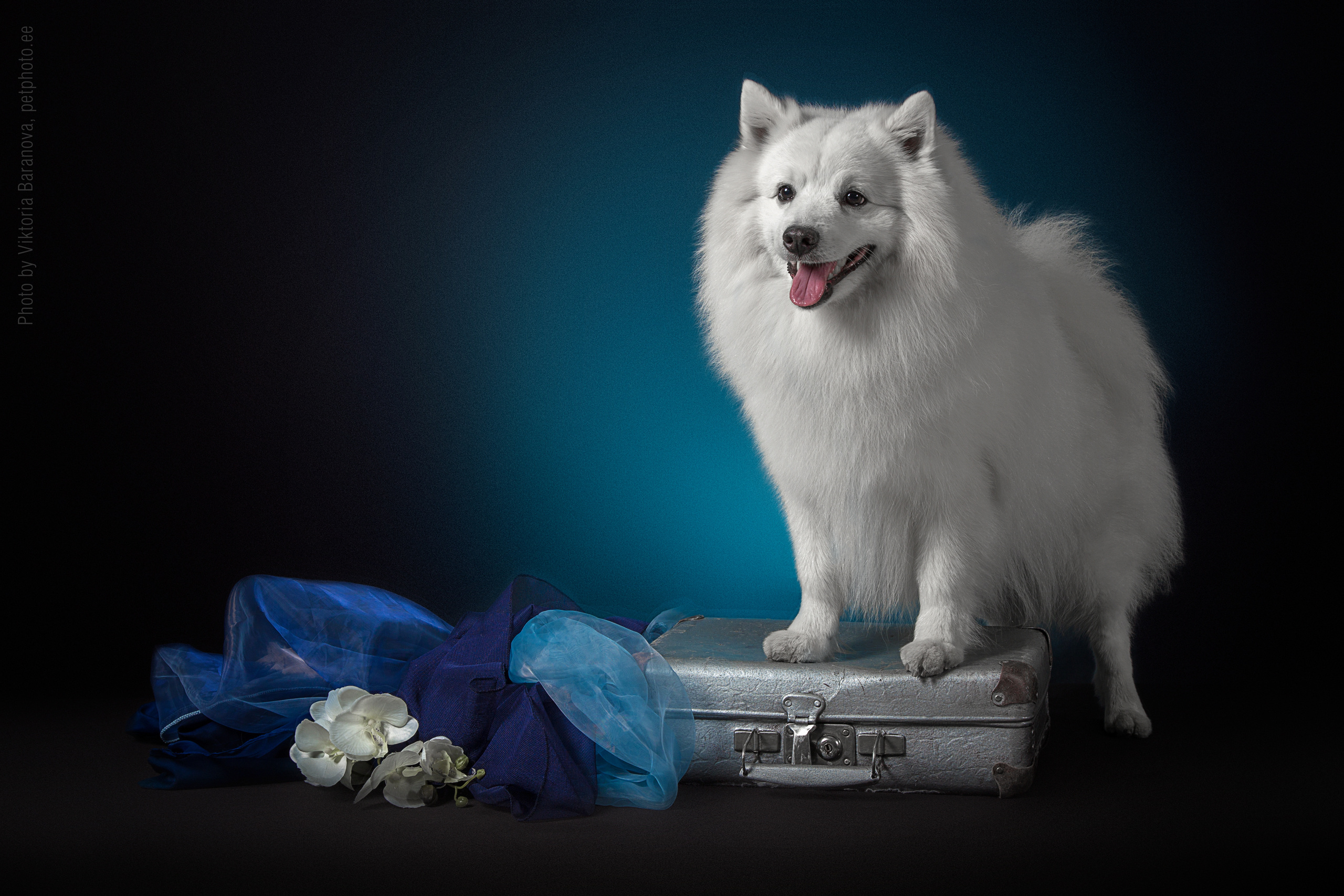 Kai. Фотограф в Таллине Виктория Баранова |фотосессии и обучение / Photographer Viktoria Baranova