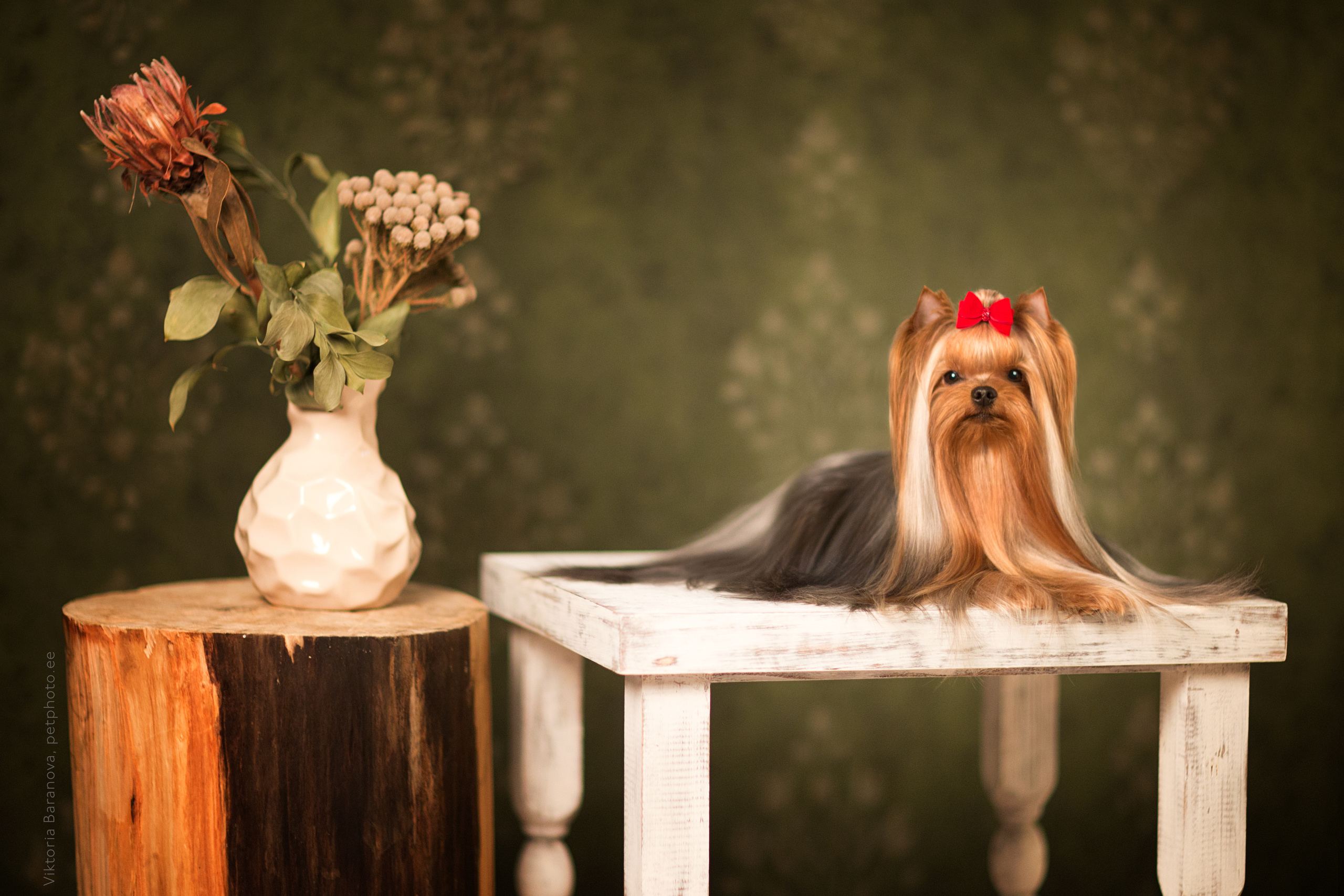 ChinChin (7 фото). Фотограф в Таллине Виктория Баранова |фотосессии и обучение / Photographer Viktoria Baranova