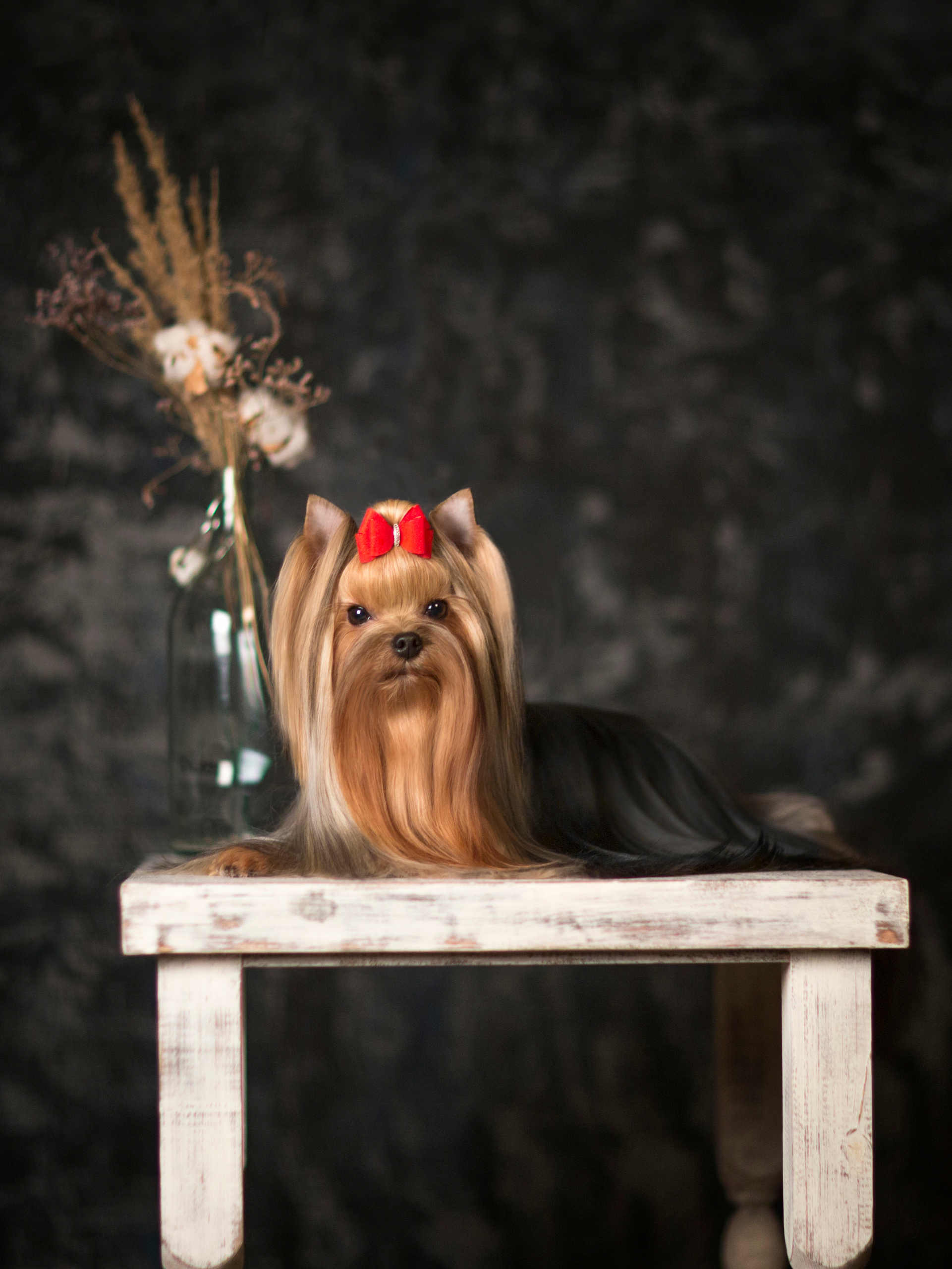 Olya York (7 фото). Фотограф в Таллине Виктория Баранова |фотосессии и обучение / Photographer Viktoria Baranova