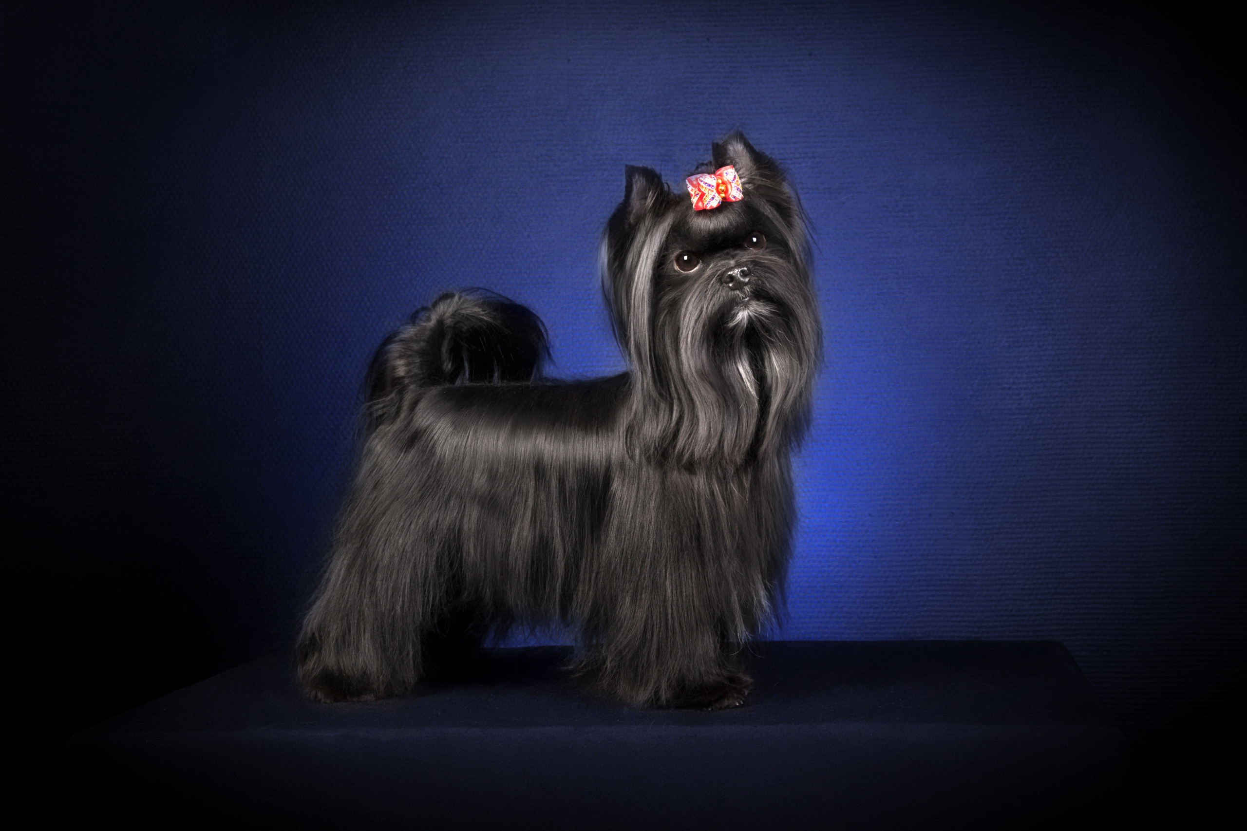 Black york (5 фото). Фотограф в Таллине Виктория Баранова |фотосессии и обучение / Photographer Viktoria Baranova