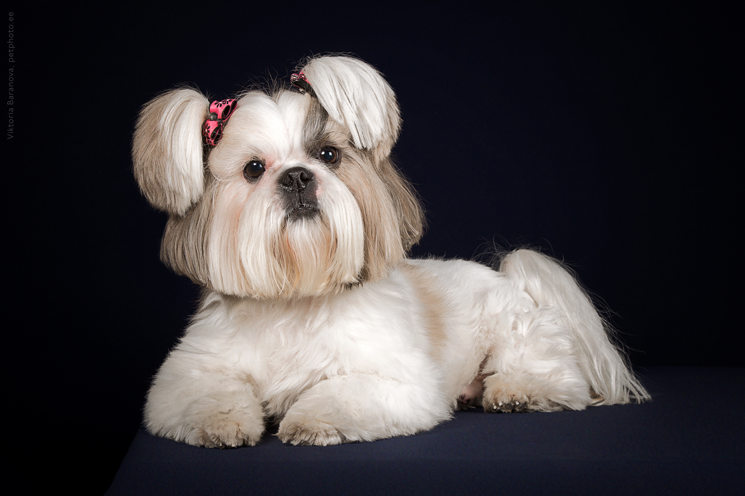 Ponchik and Chak (8 фото). Фотограф в Таллине Виктория Баранова |фотосессии и обучение / Photographer Viktoria Baranova