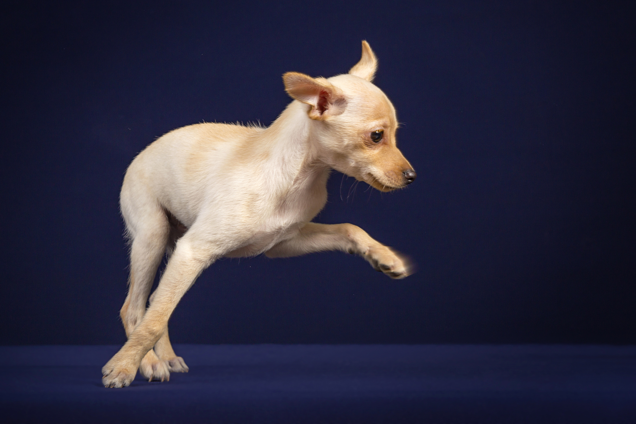 Chihushichki puppies (9 фото). Фотограф в Таллине Виктория Баранова |фотосессии и обучение / Photographer Viktoria Baranova