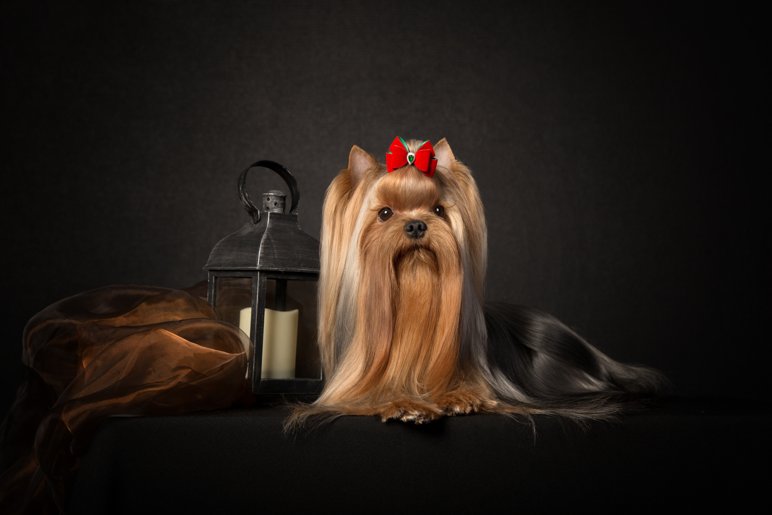 Pont — Yulya Osipova (9 фото). Фотограф в Таллине Виктория Баранова |фотосессии и обучение / Photographer Viktoria Baranova