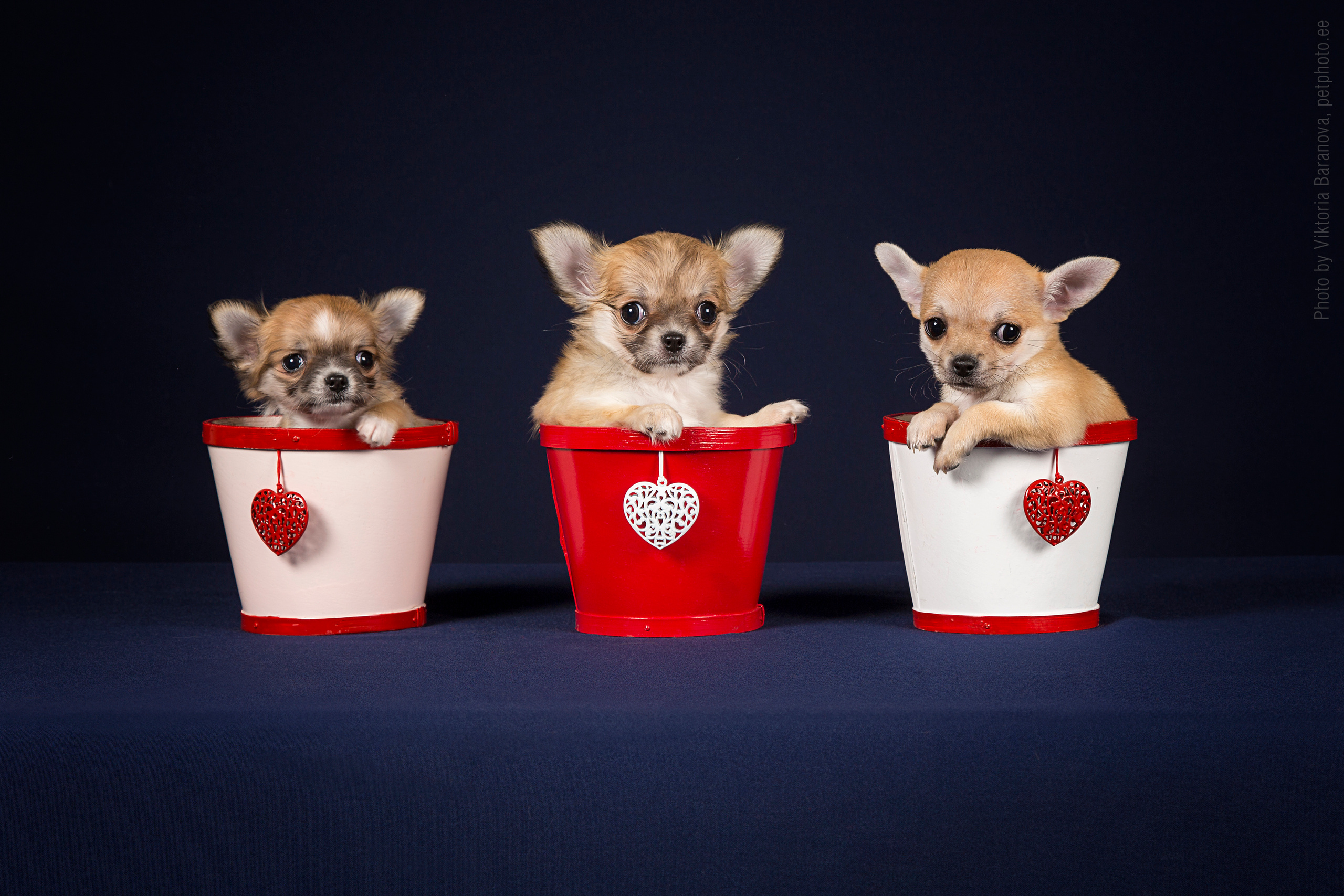 Chihuahua. Фотограф в Таллине Виктория Баранова |фотосессии и обучение / Photographer Viktoria Baranova