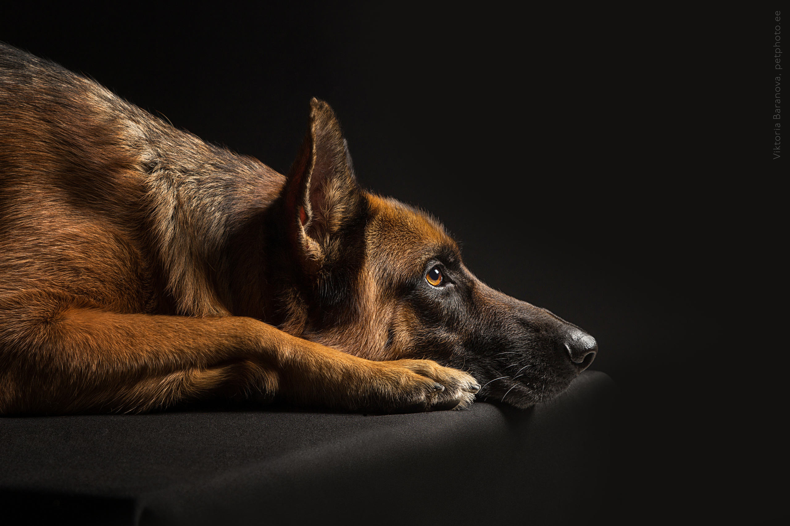 Rony (5 фото). Фотограф в Таллине Виктория Баранова |фотосессии и обучение / Photographer Viktoria Baranova