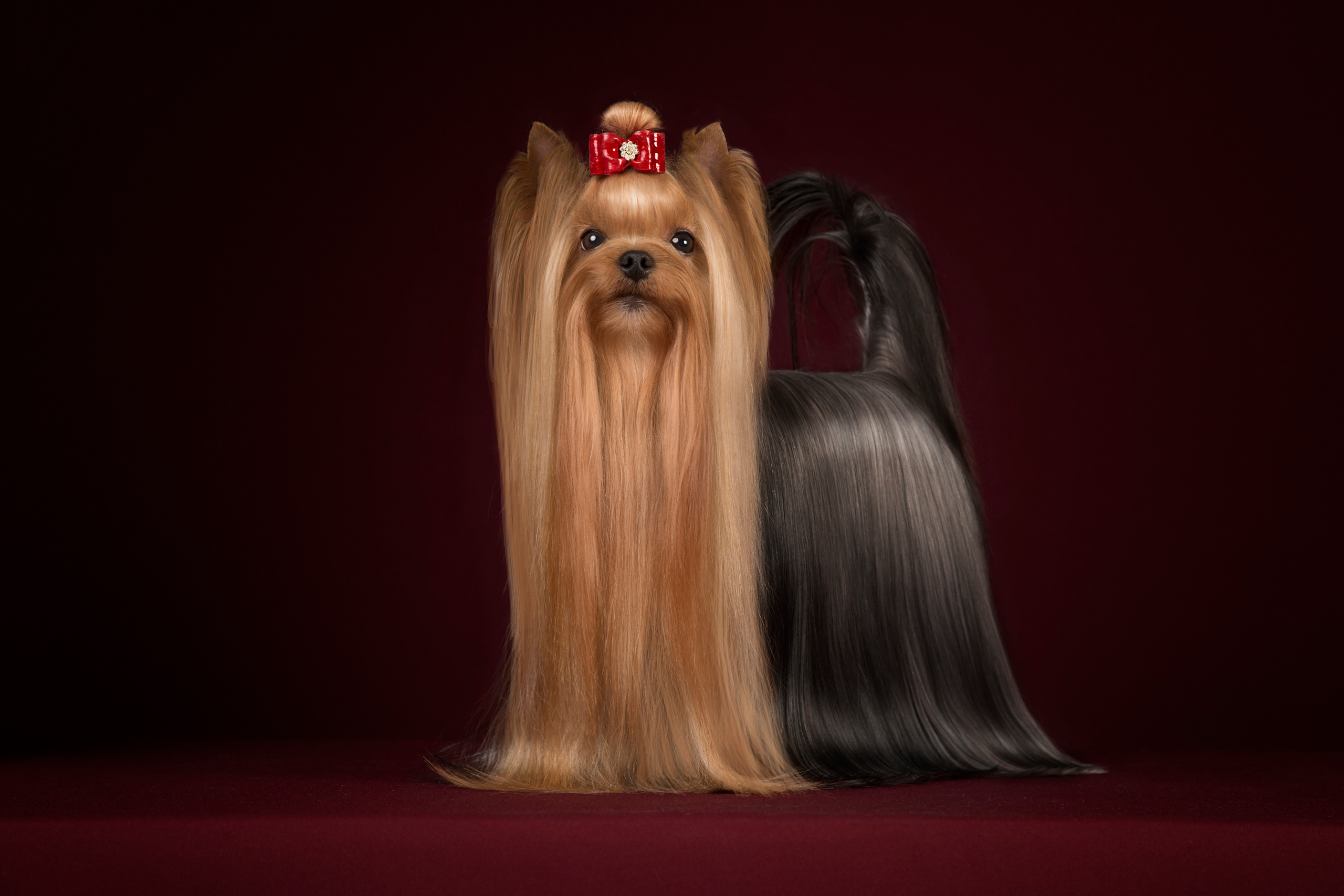 Kaya. Фотограф в Таллине Виктория Баранова |фотосессии и обучение / Photographer Viktoria Baranova