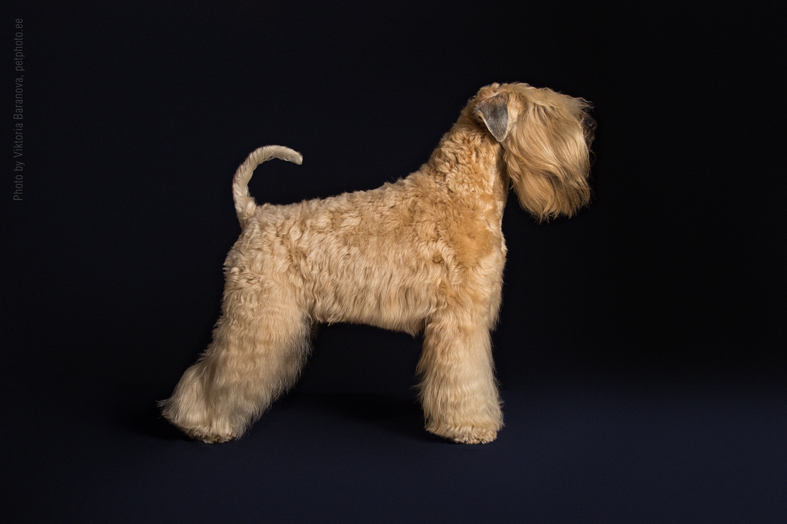 Pshenichniye Terriery (7 фото). Фотограф в Таллине Виктория Баранова |фотосессии и обучение / Photographer Viktoria Baranova