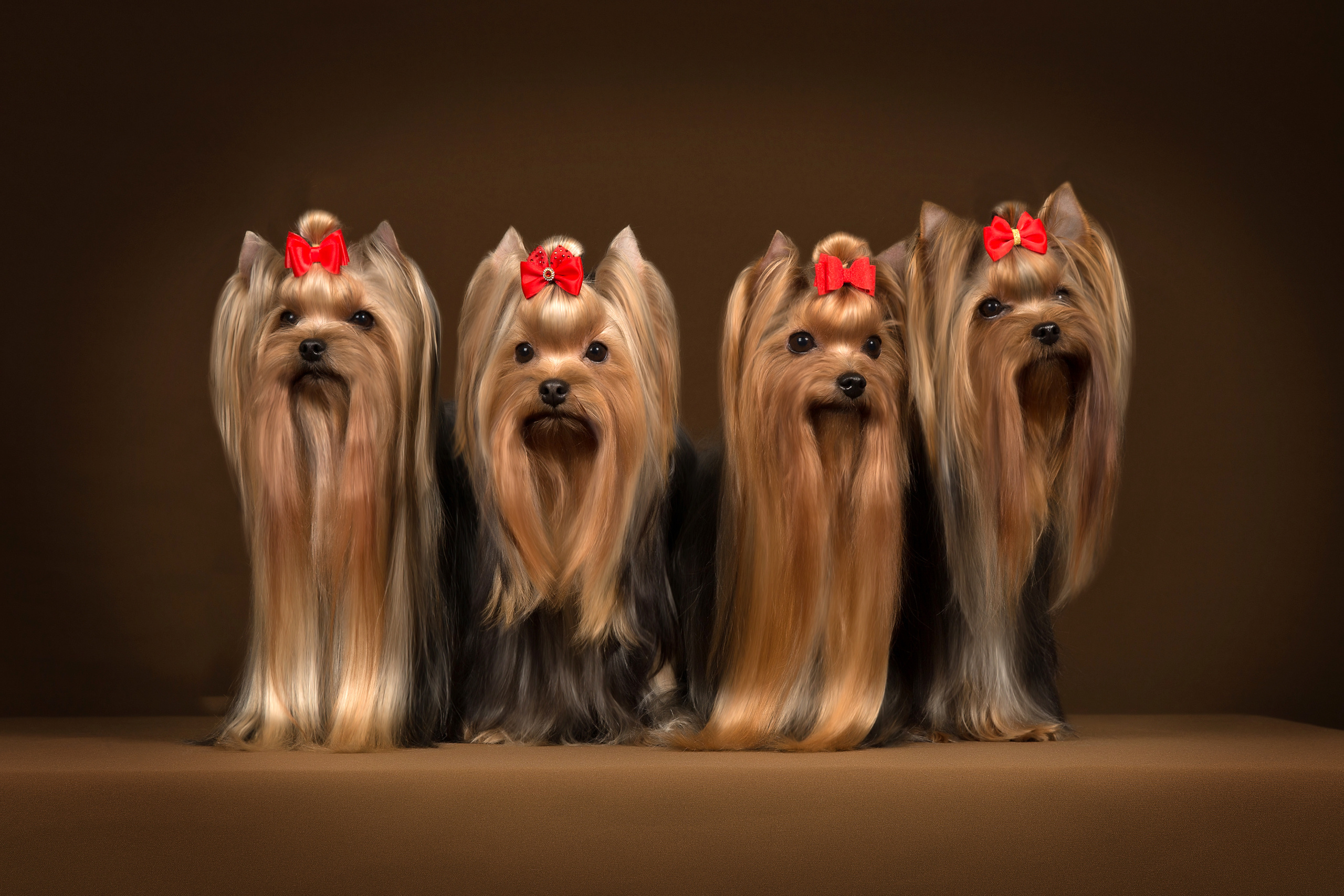 SvetaK. Фотограф в Таллине Виктория Баранова |фотосессии и обучение / Photographer Viktoria Baranova