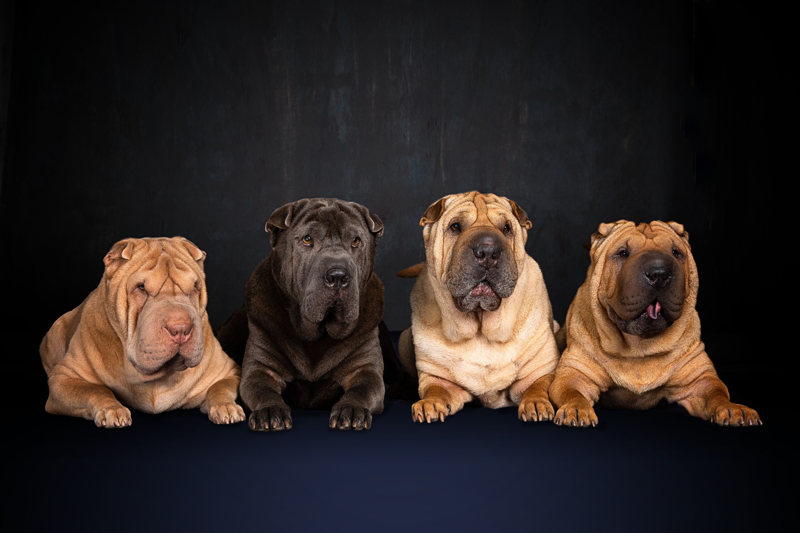 Sharpey (9 фото). Фотограф в Таллине Виктория Баранова |фотосессии и обучение / Photographer Viktoria Baranova