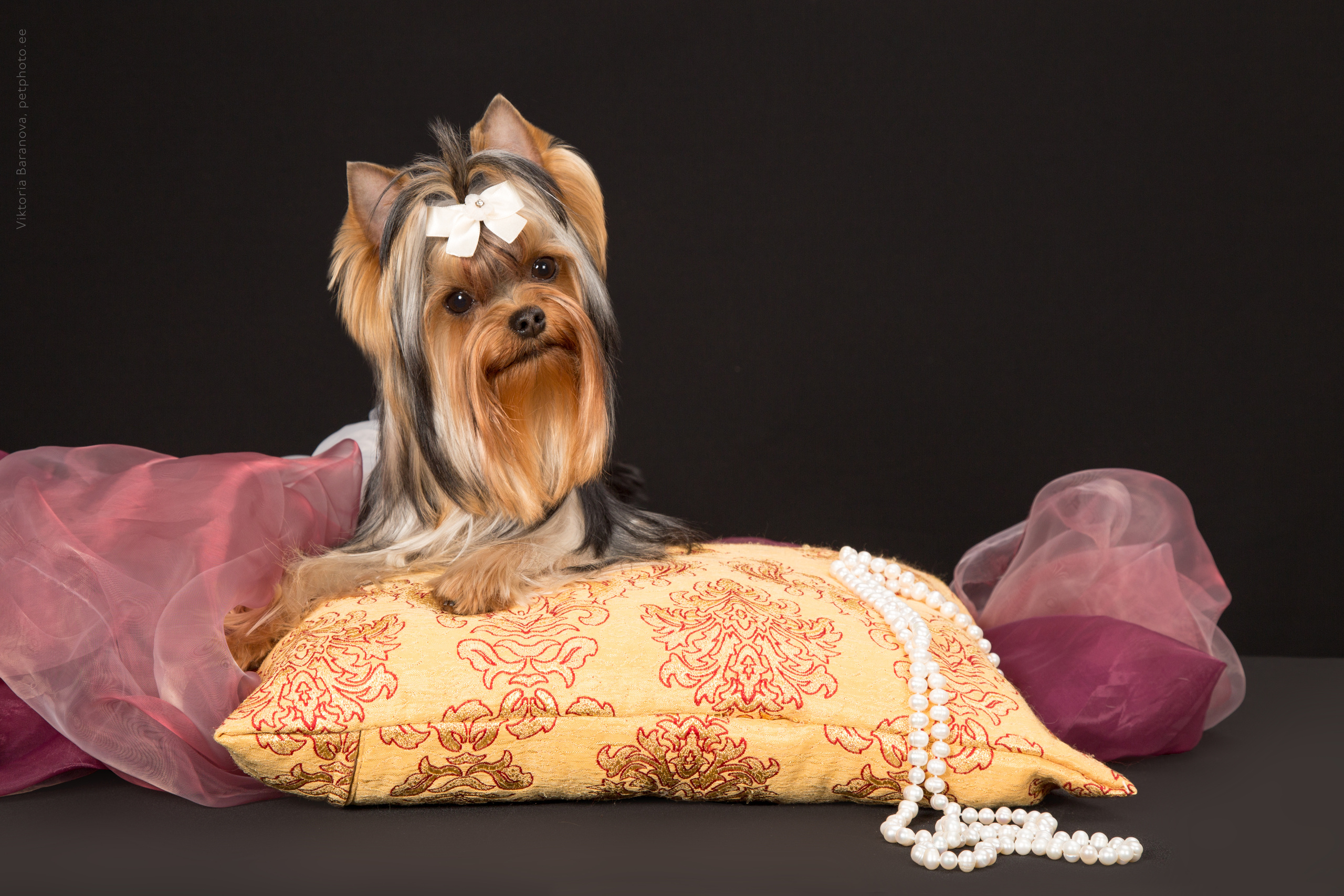 Mishel (9 фото). Фотограф в Таллине Виктория Баранова |фотосессии и обучение / Photographer Viktoria Baranova