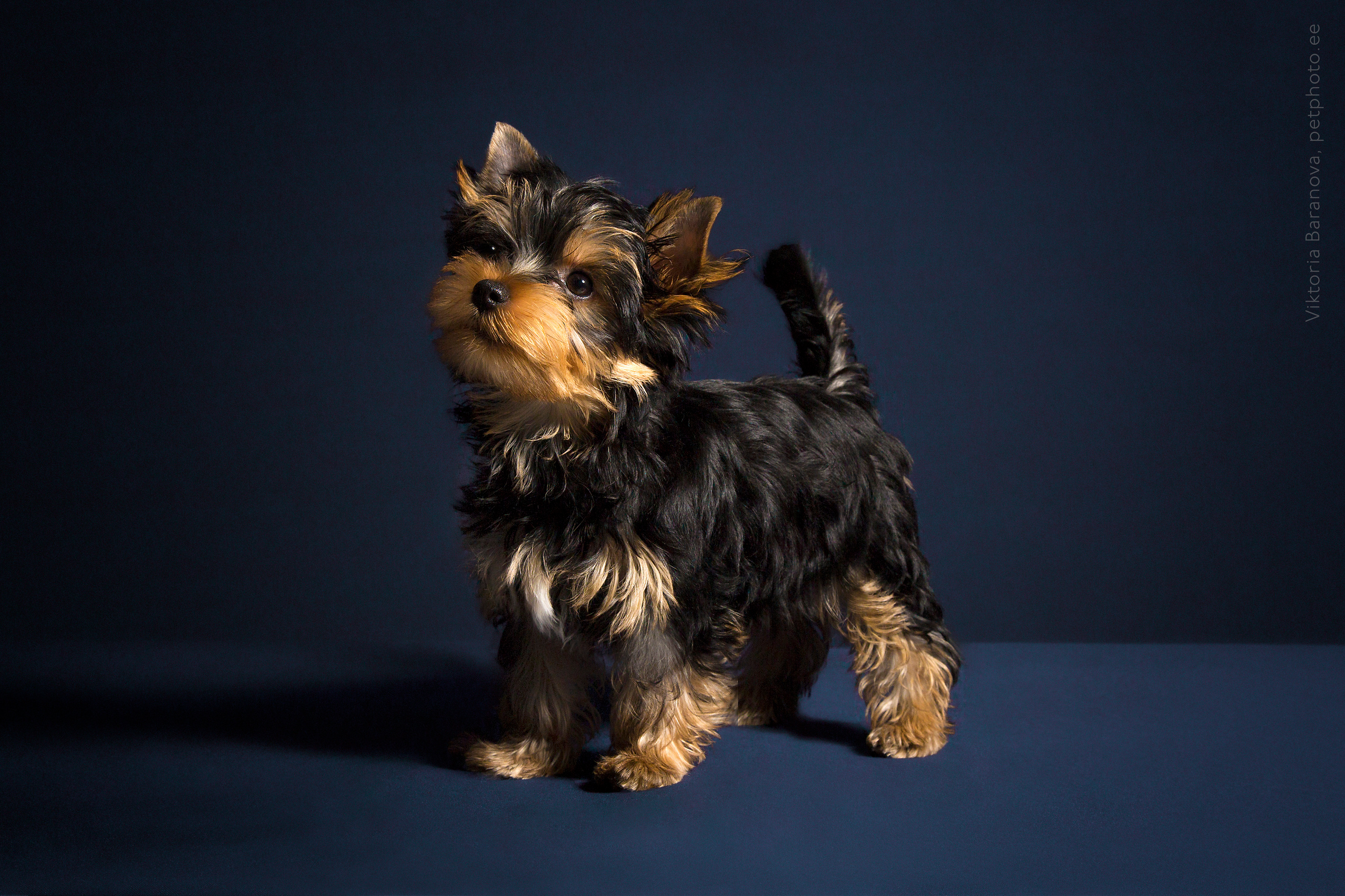 Puppies (10 фото). Фотограф в Таллине Виктория Баранова |фотосессии и обучение / Photographer Viktoria Baranova