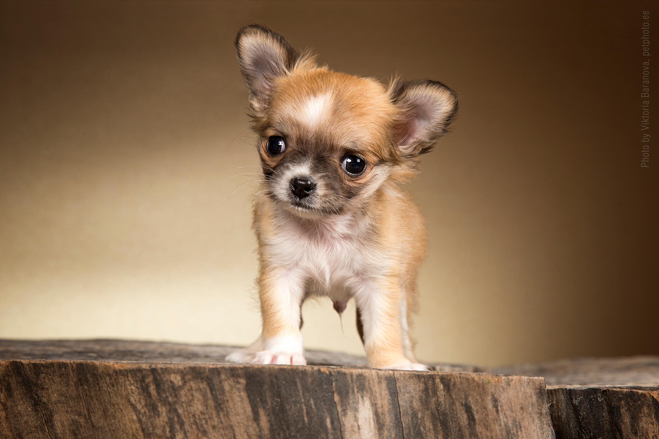 Chihuahua. Фотограф в Таллине Виктория Баранова |фотосессии и обучение / Photographer Viktoria Baranova