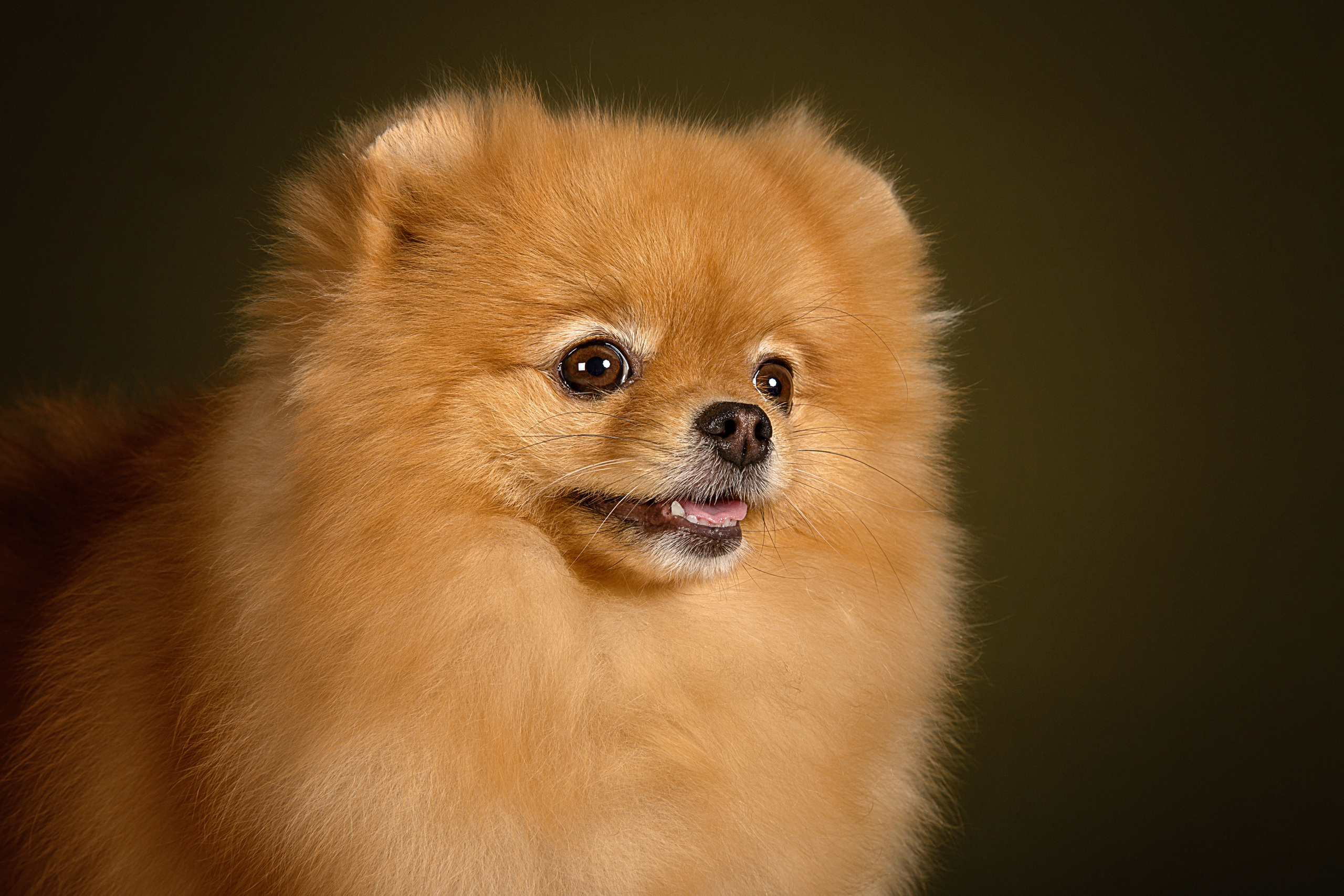 Sisi Blue (7 фото). Фотограф в Таллине Виктория Баранова |фотосессии и обучение / Photographer Viktoria Baranova