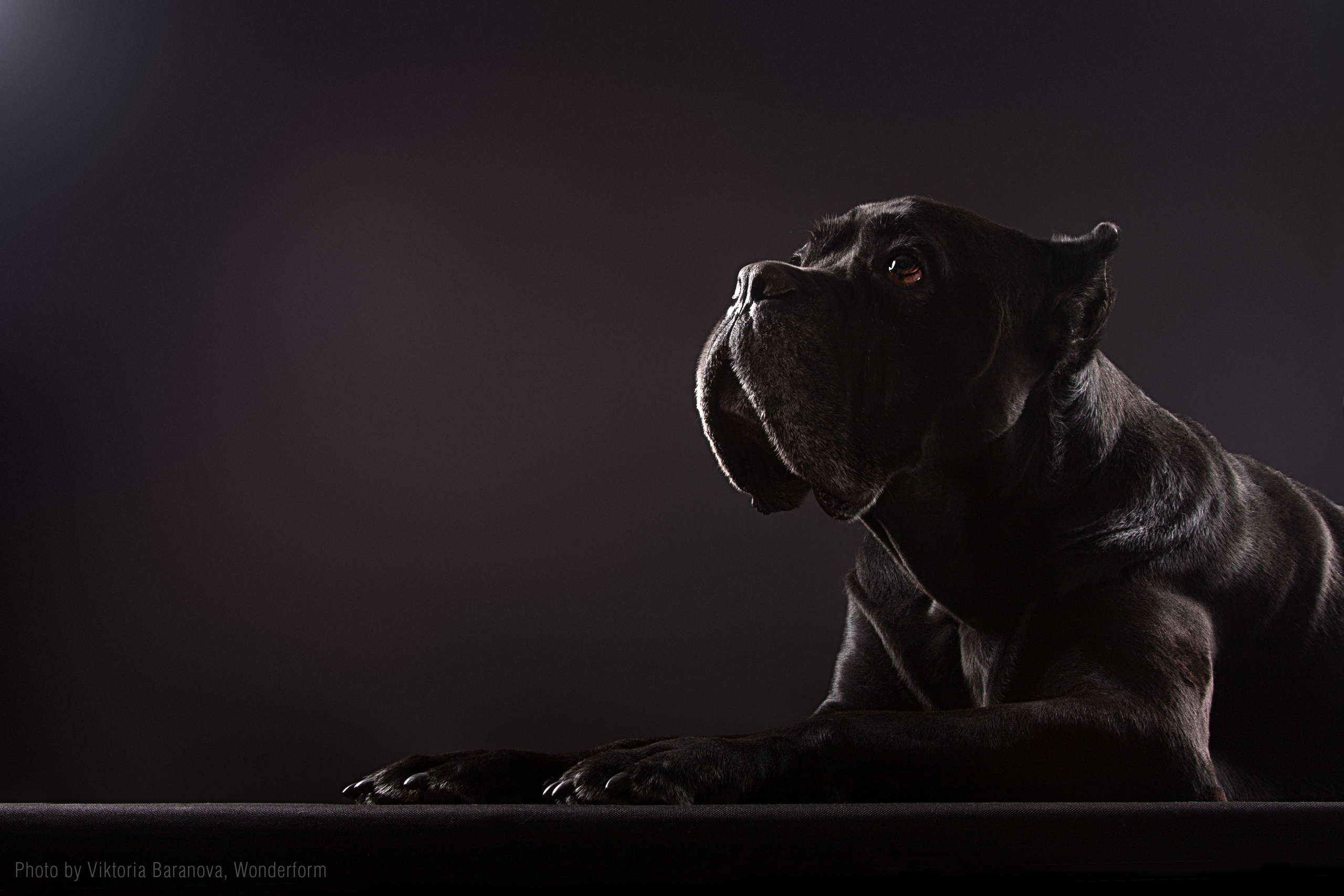 Old Cane corso. Фотограф в Таллине Виктория Баранова |фотосессии и обучение / Photographer Viktoria Baranova