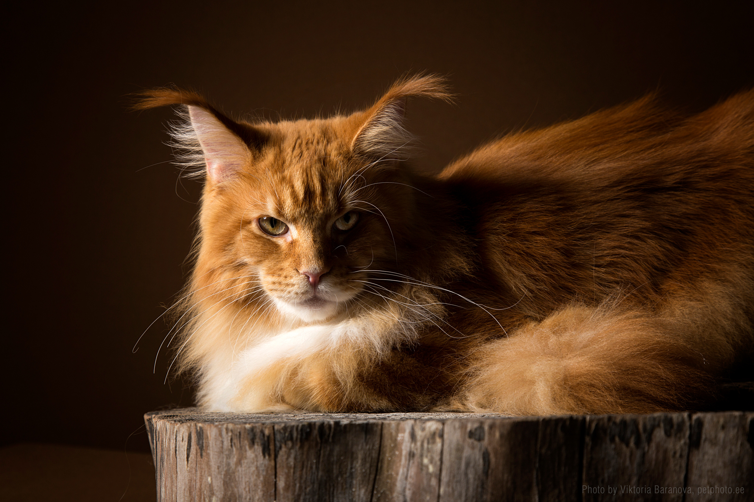 Hercules (10 фото). Фотограф в Таллине Виктория Баранова |фотосессии и обучение / Photographer Viktoria Baranova