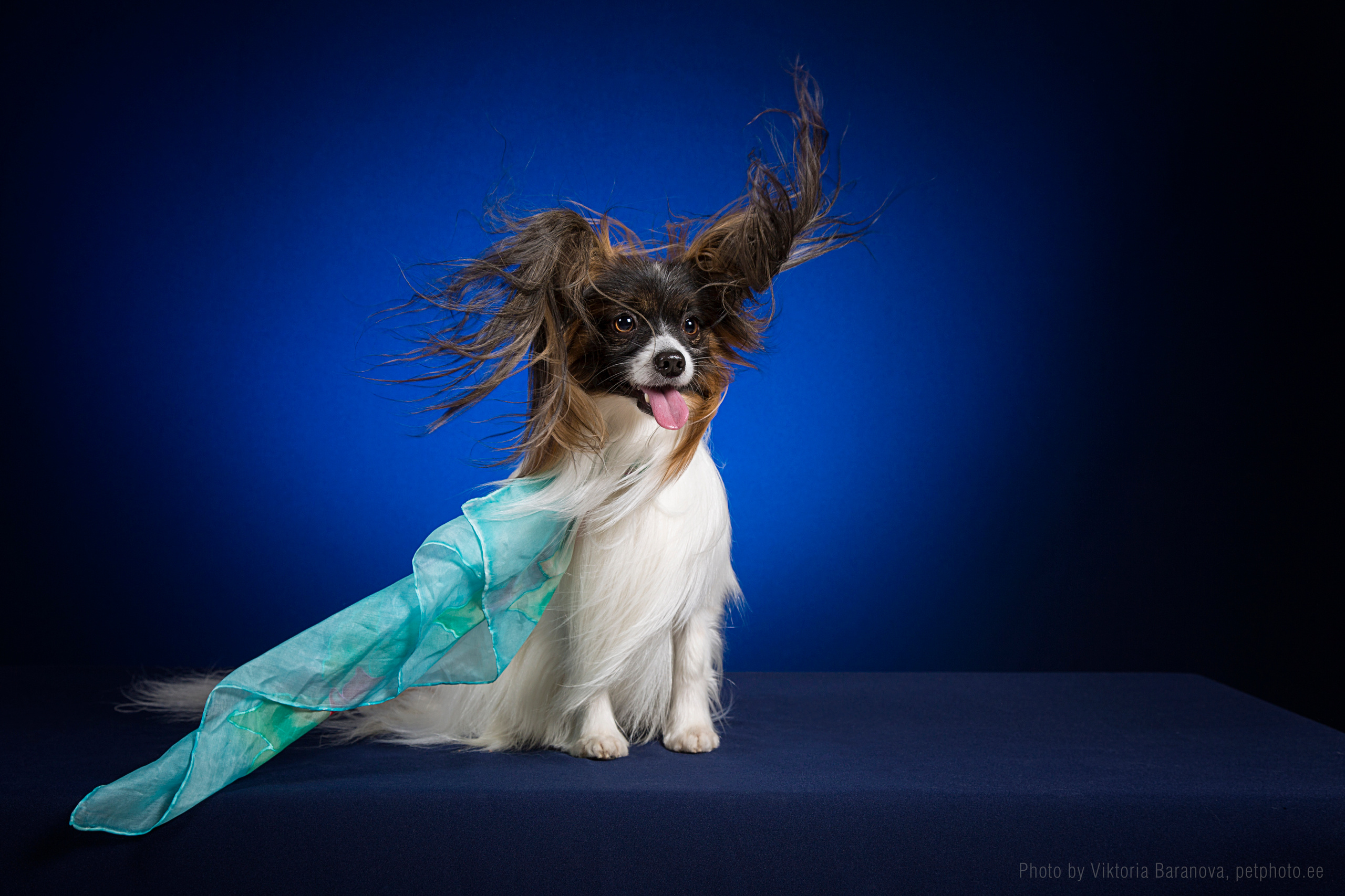 Domin. Фотограф в Таллине Виктория Баранова |фотосессии и обучение / Photographer Viktoria Baranova