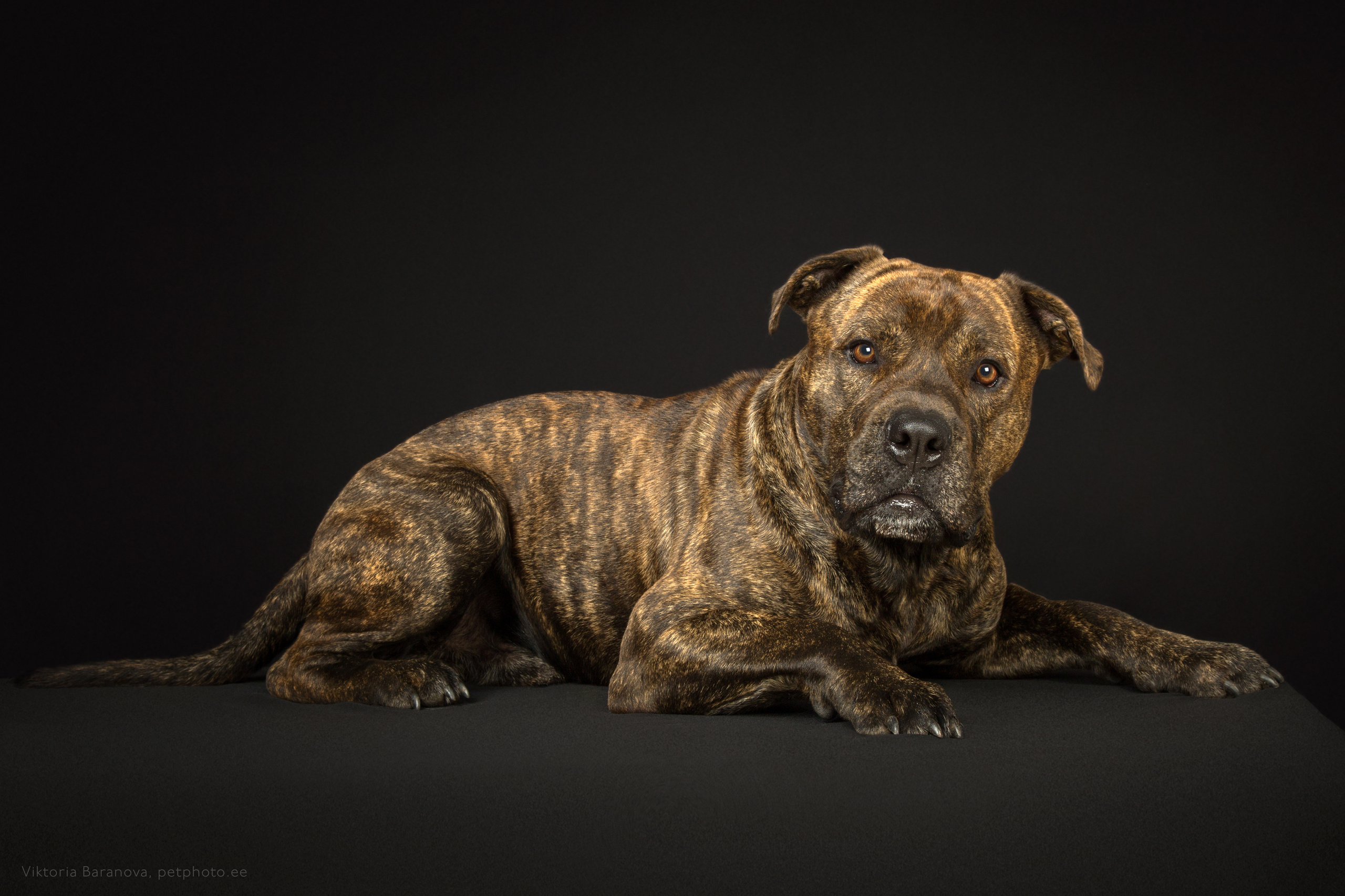 Fred (6 фото). Фотограф в Таллине Виктория Баранова |фотосессии и обучение / Photographer Viktoria Baranova