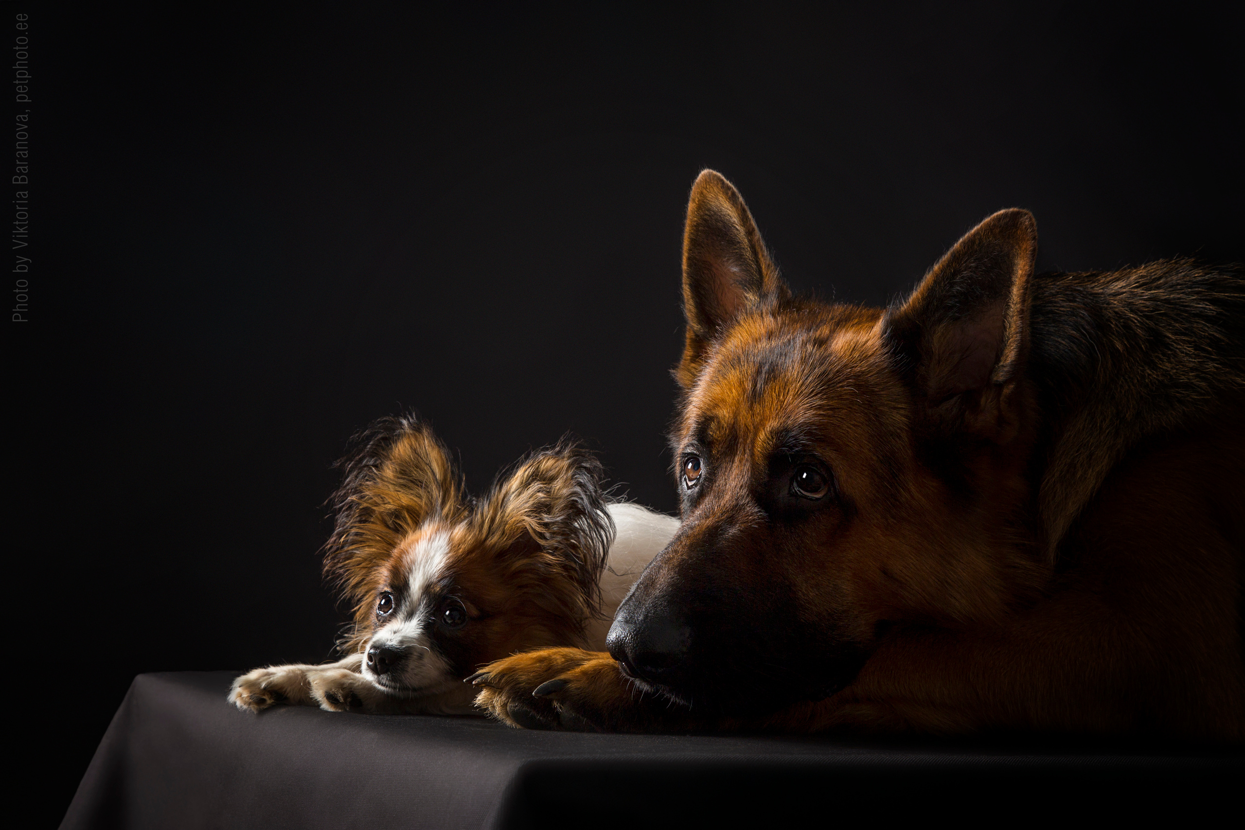 Shepherd dog. Фотограф в Таллине Виктория Баранова |фотосессии и обучение / Photographer Viktoria Baranova