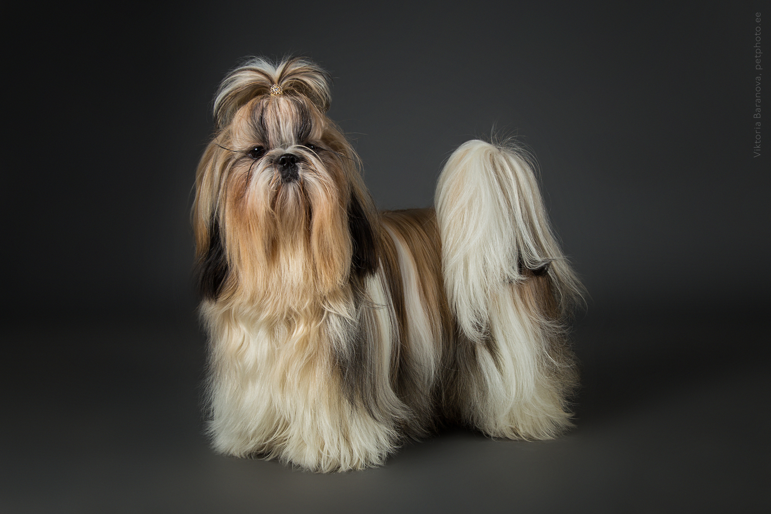 Liza Ostapchuk (11 фото). Фотограф в Таллине Виктория Баранова |фотосессии и обучение / Photographer Viktoria Baranova